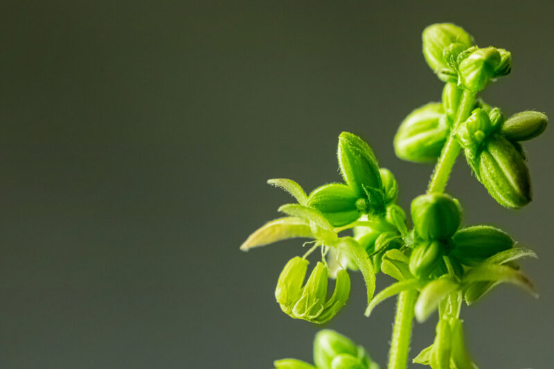 A shot of green medical marijuana/cannabis growing in the garden