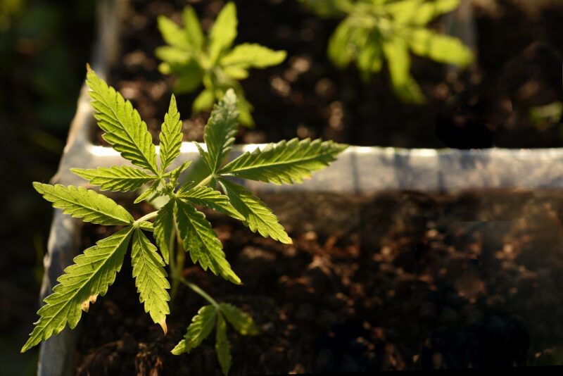 Small sprouts of cannabis bush, hemp. Growing marijuana