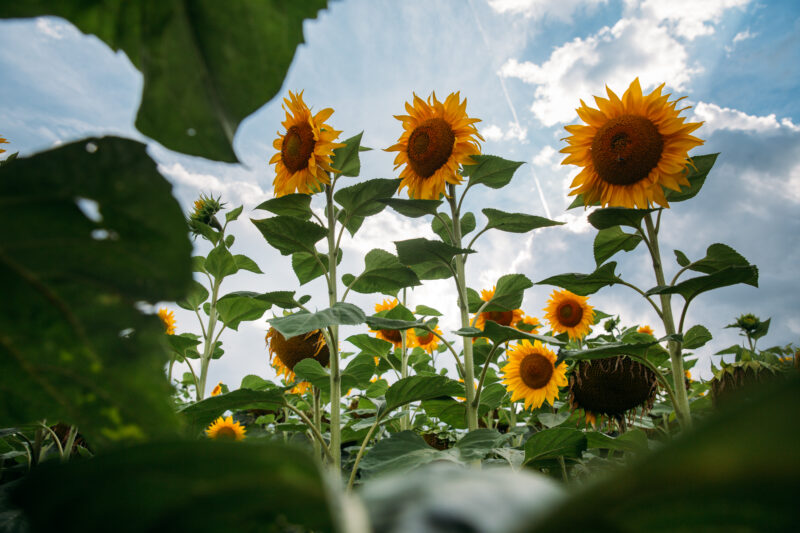 Sunflower fields before the rain with beautiful rolling hills.