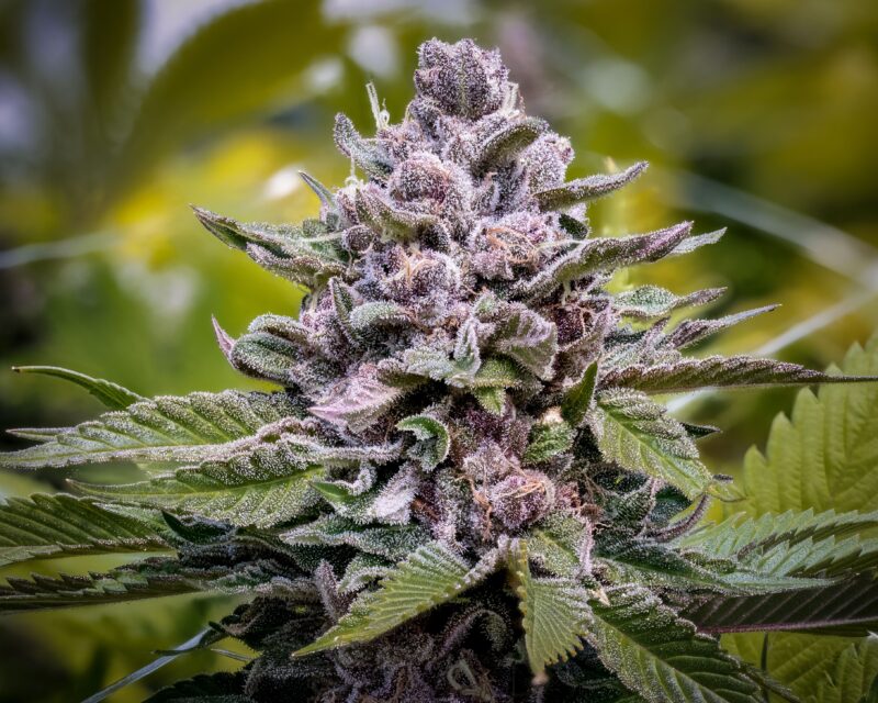 A view of a purple cannabis plant against a green background
