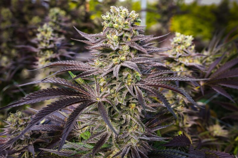 A view of purple cannabis plants against a green background