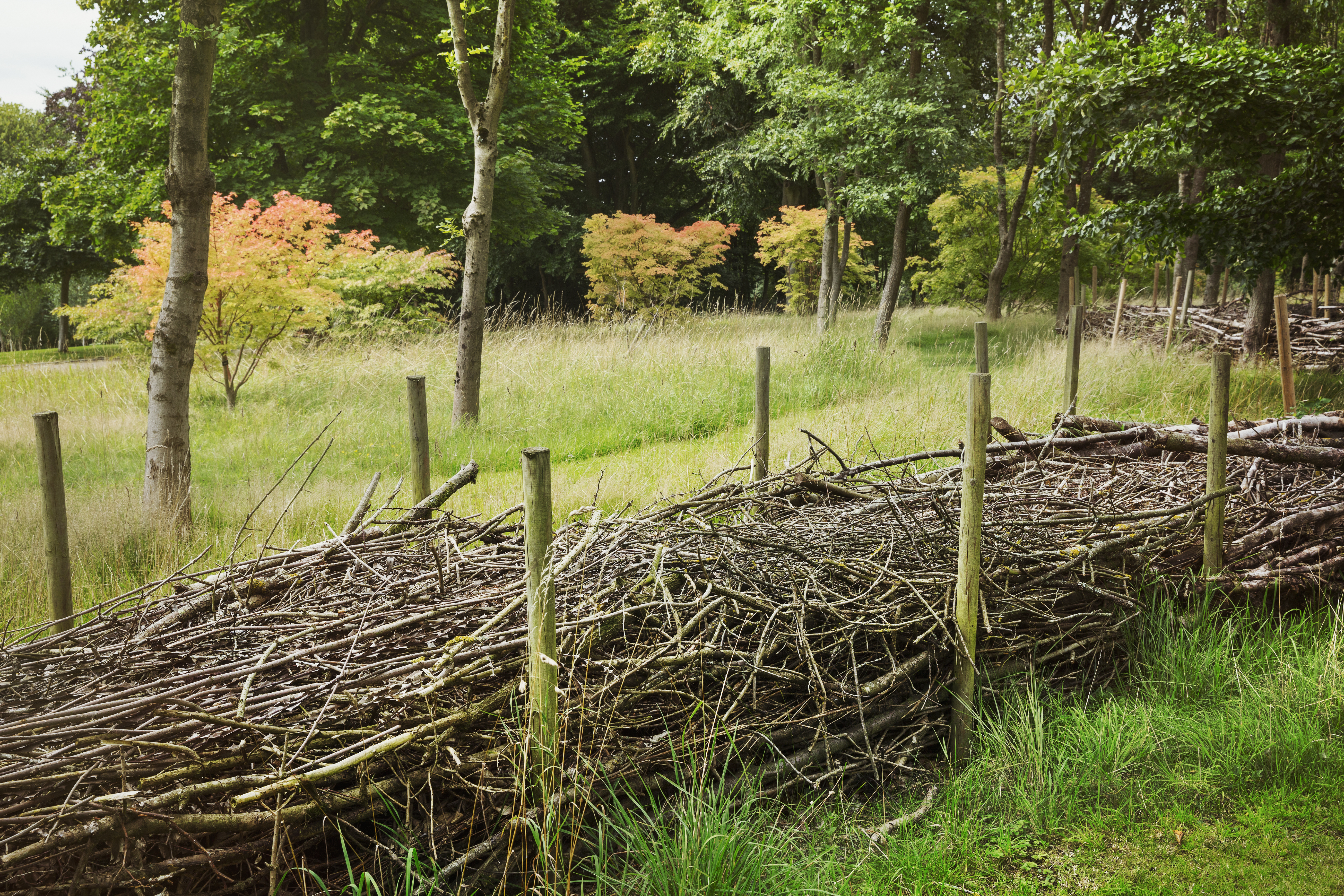 Natural windbreak branches used for plant shelter