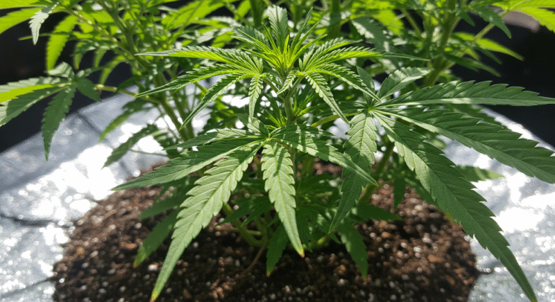  a healthy young cannabis plant growing in soil, bathed in natural sunlight.