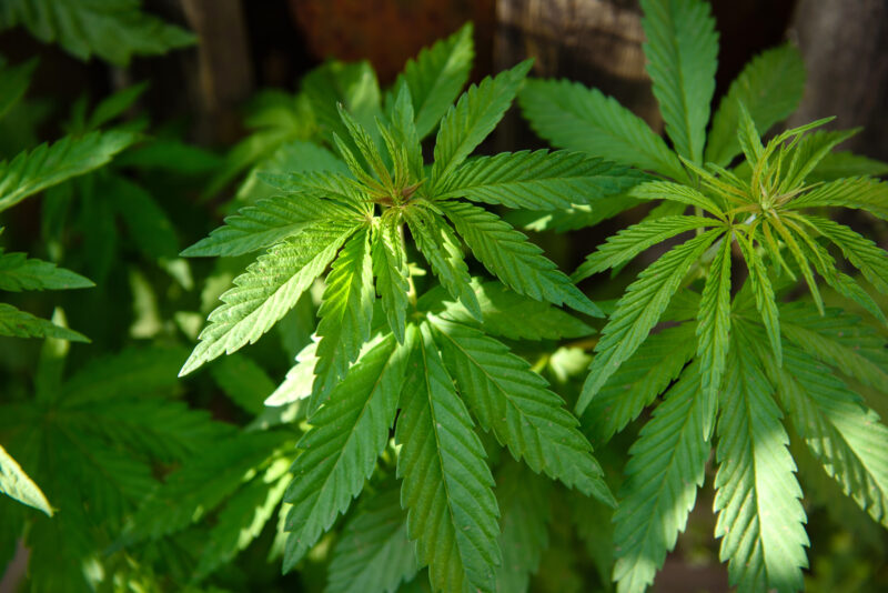 Young marijuana leaves on cannabis cultivation plantation. Wild marijuana at the home site