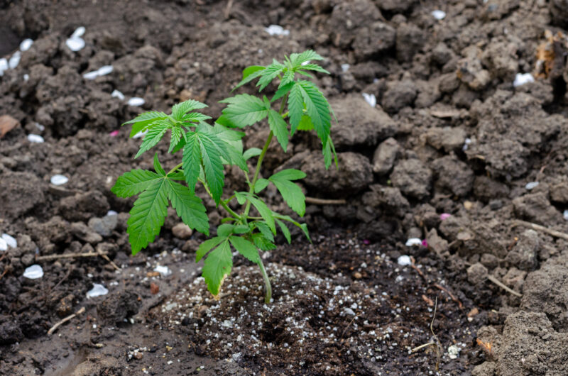 Young plant of cannabis growing in earth