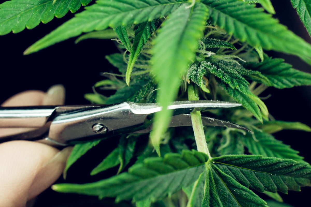 The person trimming leaves of medical marijuana plant close-up. Cannabis plant growing indoor. Legalization all over the world.