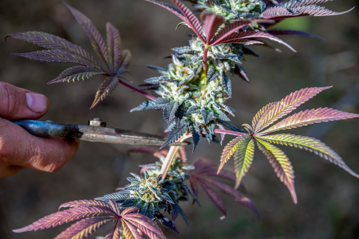 Man hands cutting Big and colorful marijuana bud isolated with a blurred background of a Bubble gum sativa plant.
