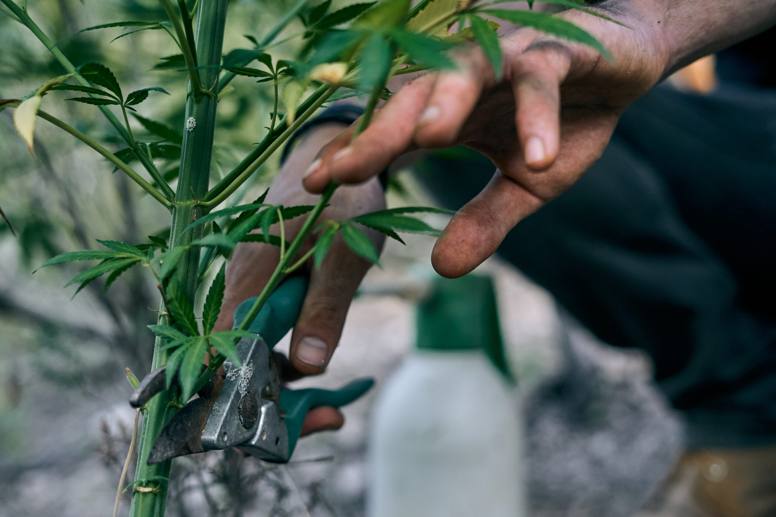 Young man's hands cropping a large cannabis plant in the garden