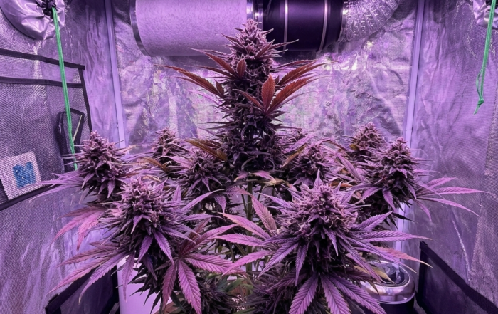 Blueberry cannabis strain flowering indoors in a grow tent under LED grow lights, with dense frosty buds and a fabric pot on the floor.