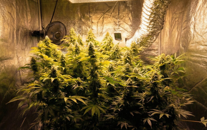 “Indoor grow tent with multiple cannabis plants in mid-to-late flowering under an HPS grow light, with ventilation ducting, a circulating fan, and fabric pots