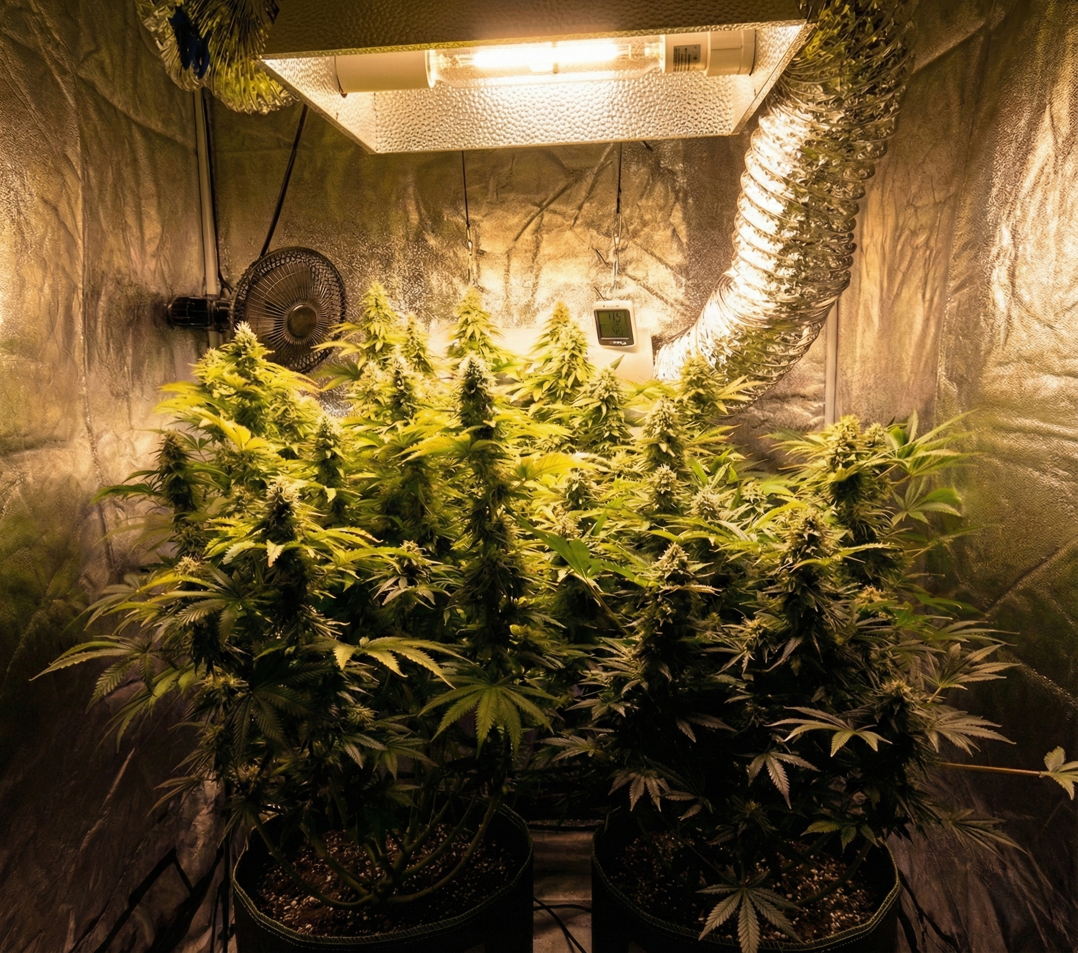 “Indoor grow tent with multiple cannabis plants in mid-to-late flowering under an HPS grow light, with ventilation ducting, a circulating fan, and fabric pots
