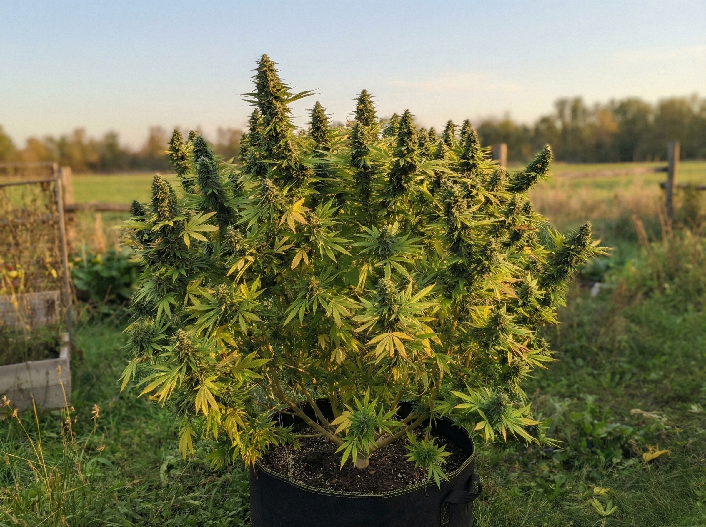 Large outdoor cannabis plant in a fabric pot, heavily budded and flowering, photographed at golden hour in a rural garden setting