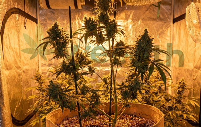 Close view of a flowering Nepal Kush plant in an indoor grow tent with HPS lighting, carbon filter, and ventilation ducting