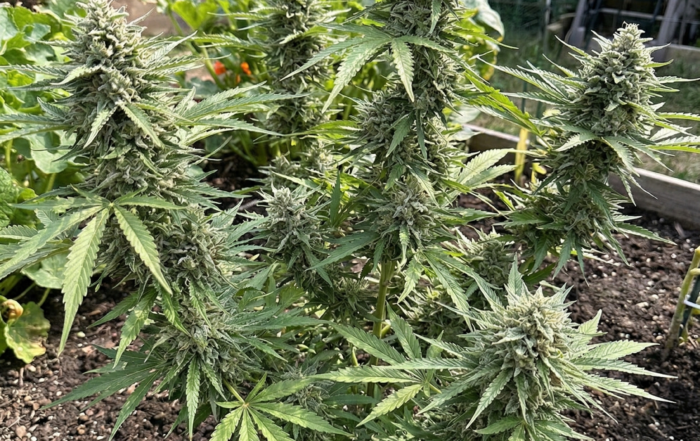 Afghan Kush cannabis plant flowering outdoors in a garden bed with multiple frosty colas