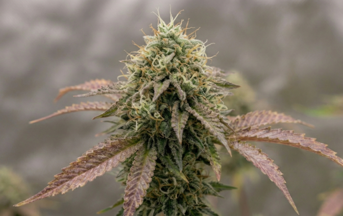 Ice Cream Cake cannabis cola with heavy trichomes, orange pistils, and purple-tinged sugar leaves in an indoor grow