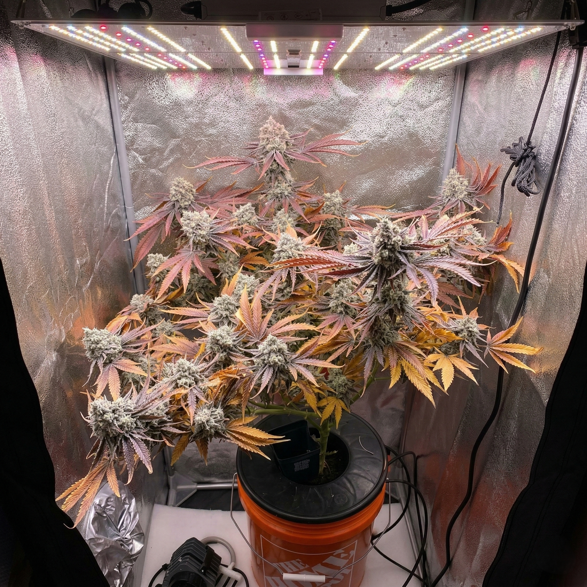 A mature flowering cannabis plant with frosty colas sits under an LED light inside a reflective grow tent.