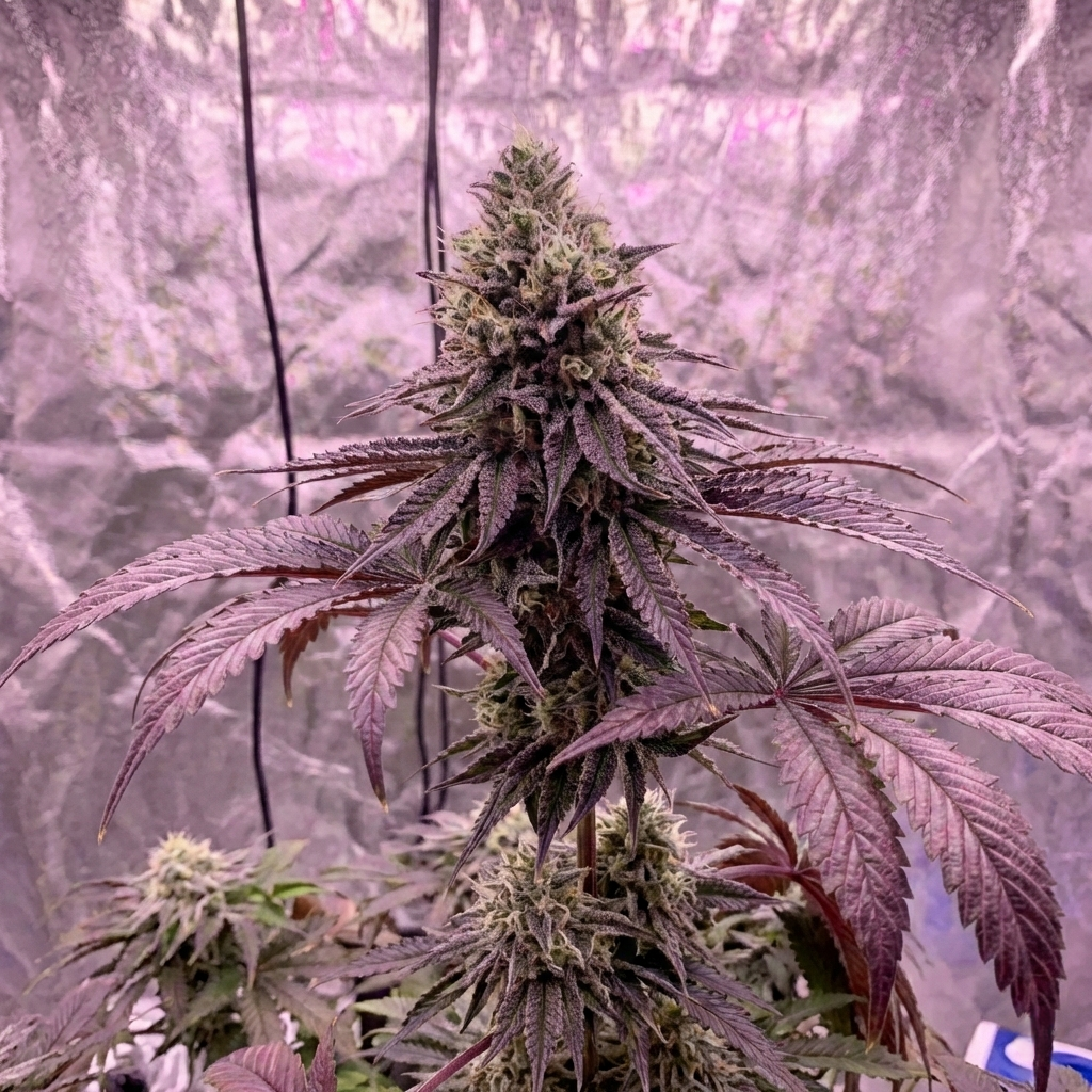 close up garlic cookie strain