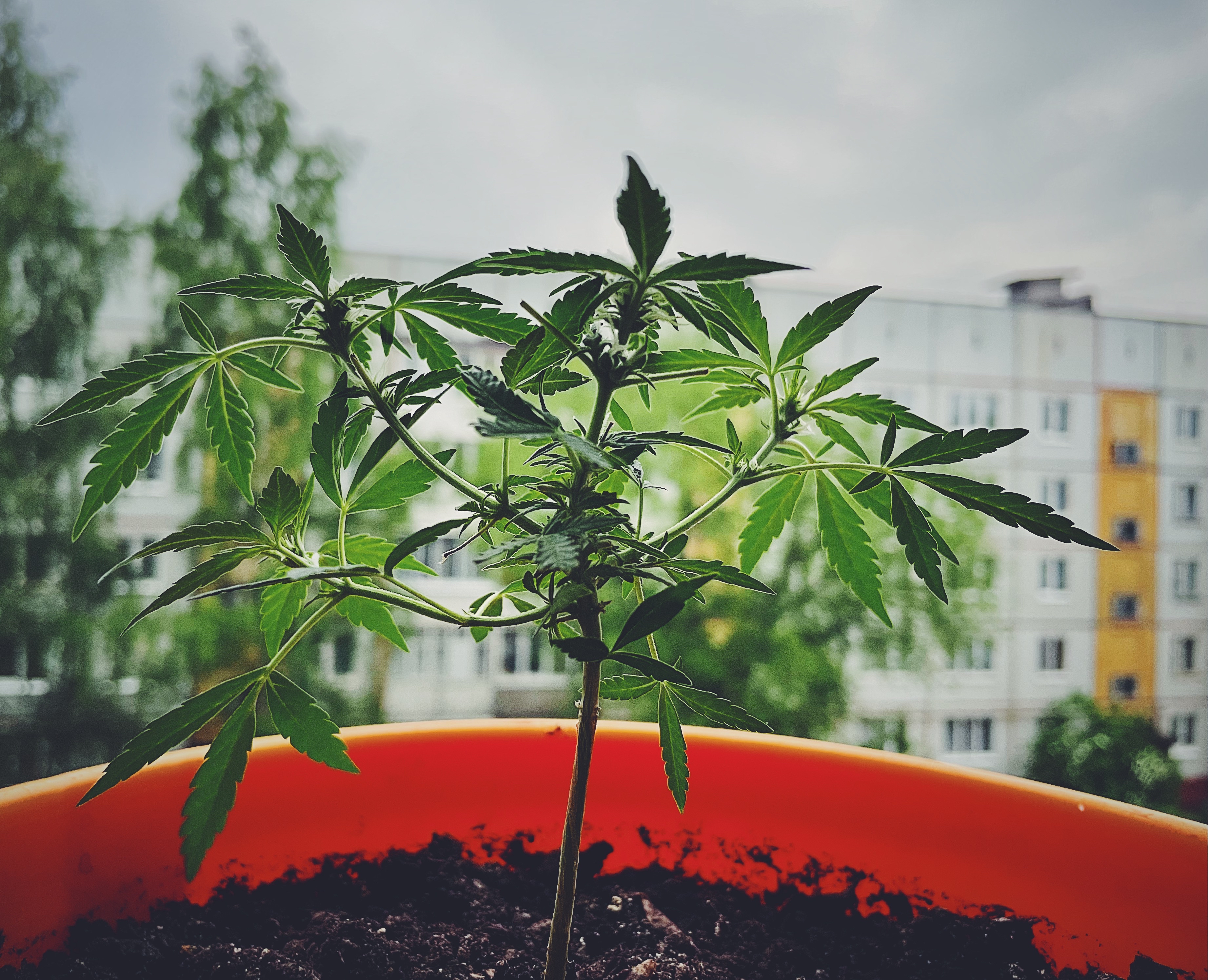 A young cannabis plant in an orange pot growing on a balcony with a city apartment building in the background
