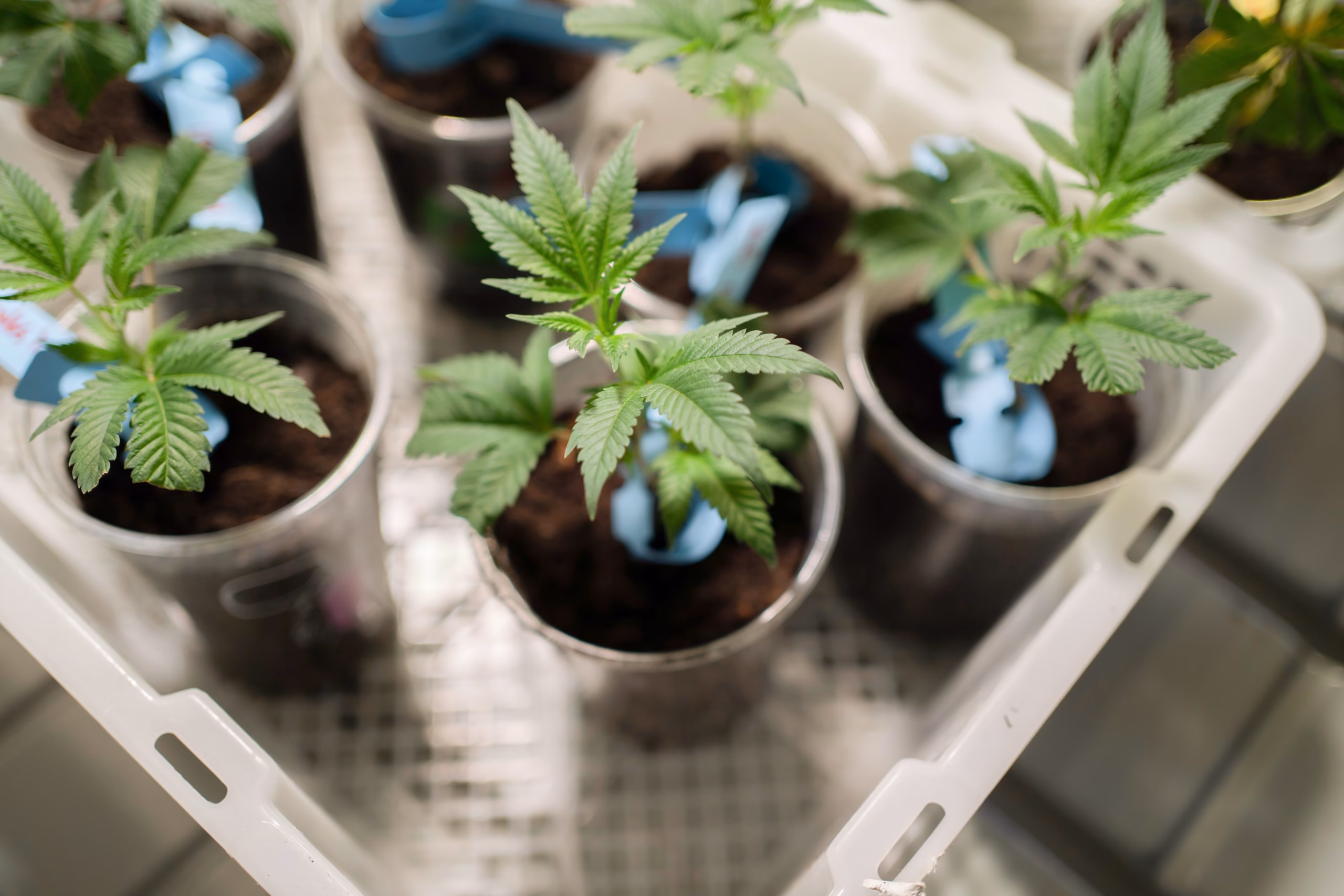 Marijuana, hemp or cannabis plant leaves farm lab. Organic product in laboratory in technology medical, healthcare, research concept. Natural food. Ganja