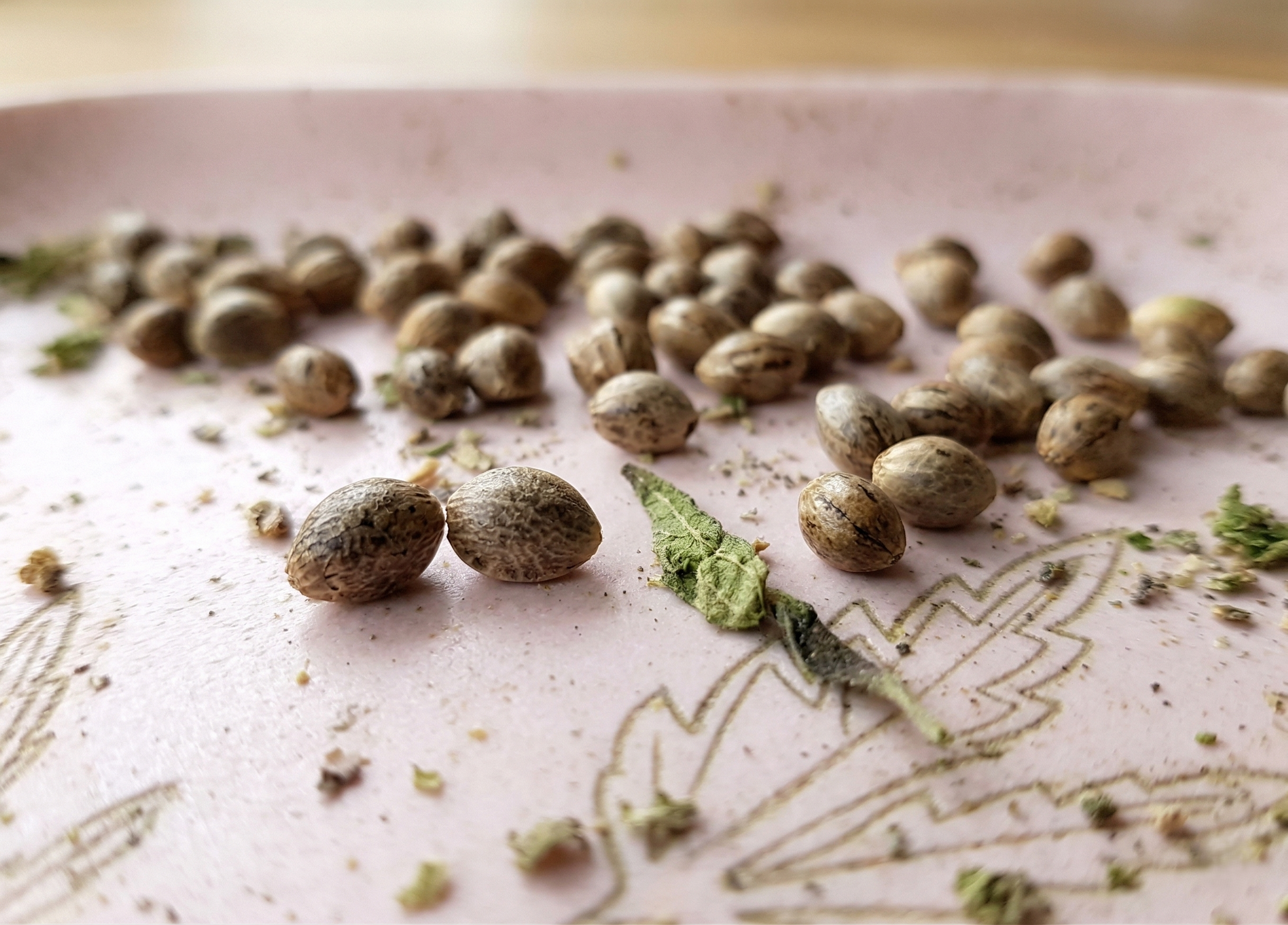 close up view of marijuana seeds on a plate