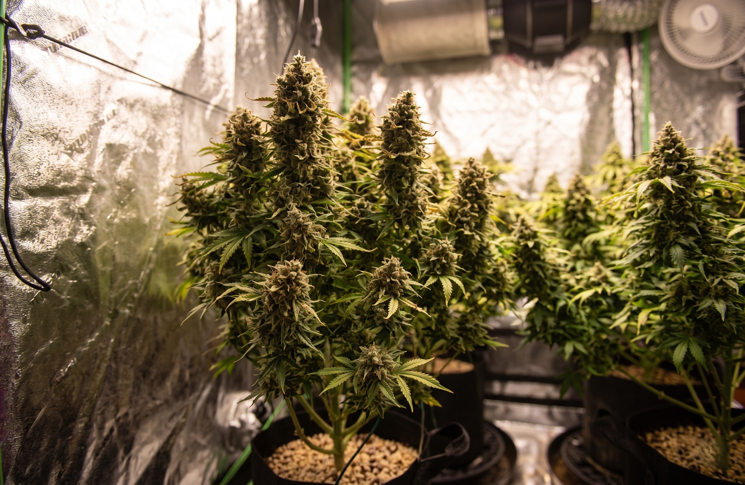 autoflowers_training trained Autoflower cannabis are in growing indoor tent