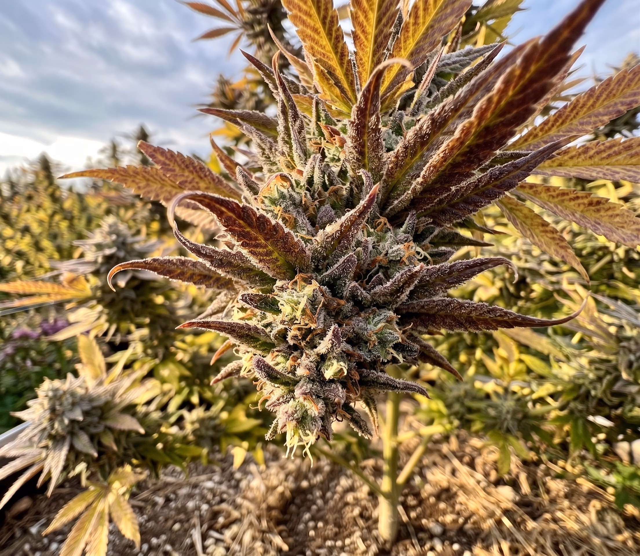 Outdoor fat bud Jack Herer strain
