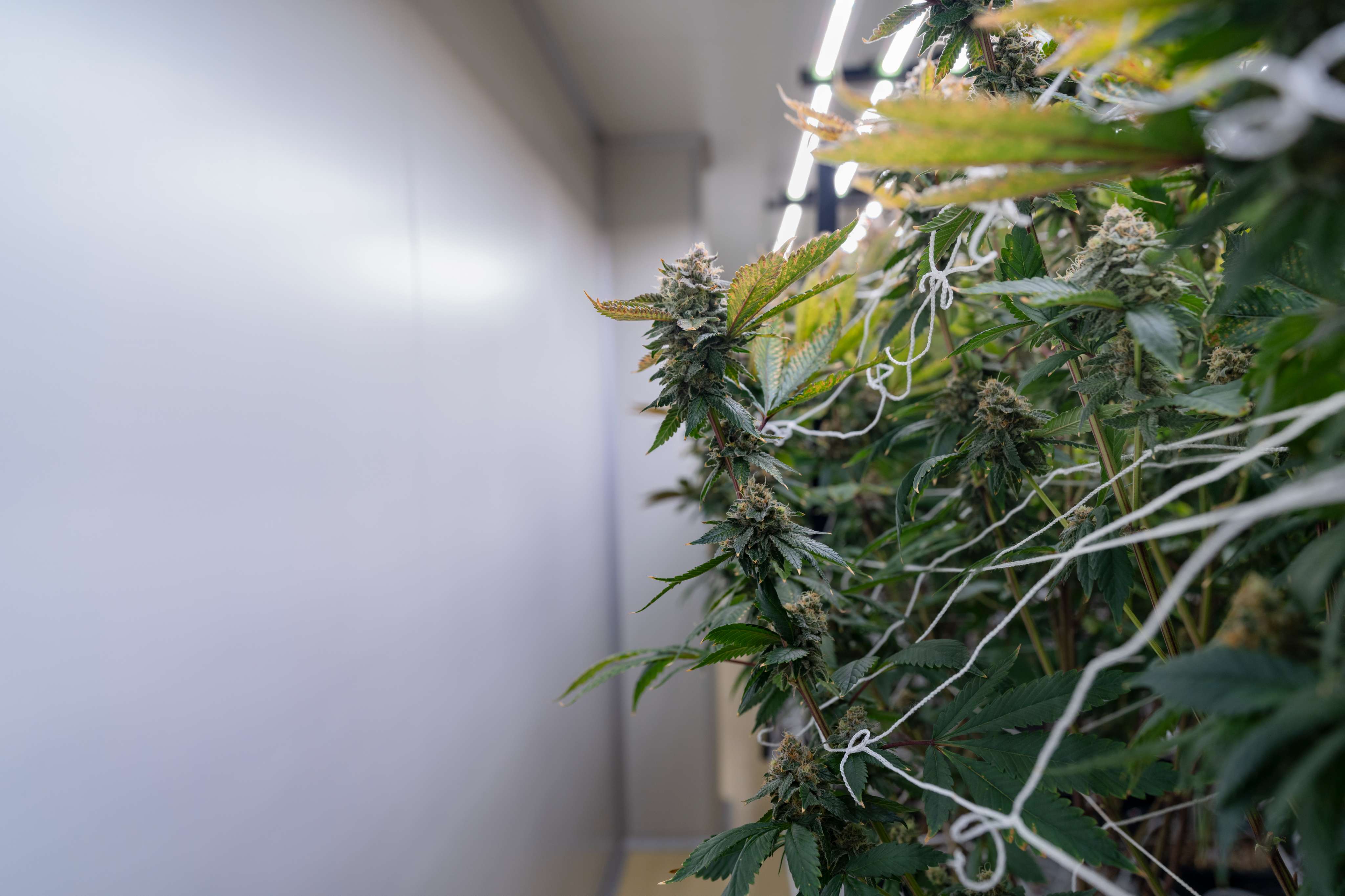 Commercial cultivation technician inspecting plants using professional protocol