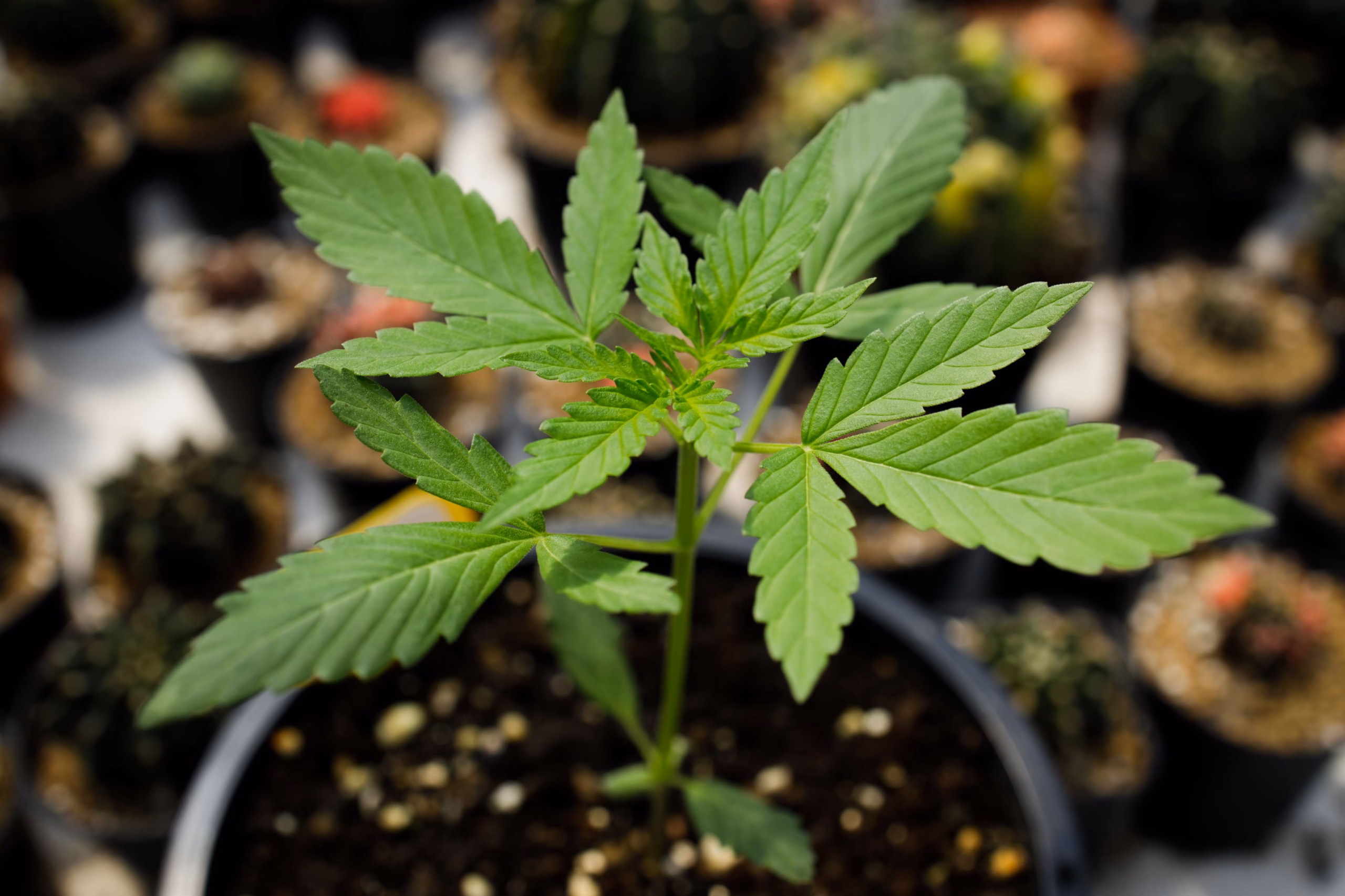 Vigorous vegetative cannabis plant displaying healthy foliage and expanding root base in aerated pot