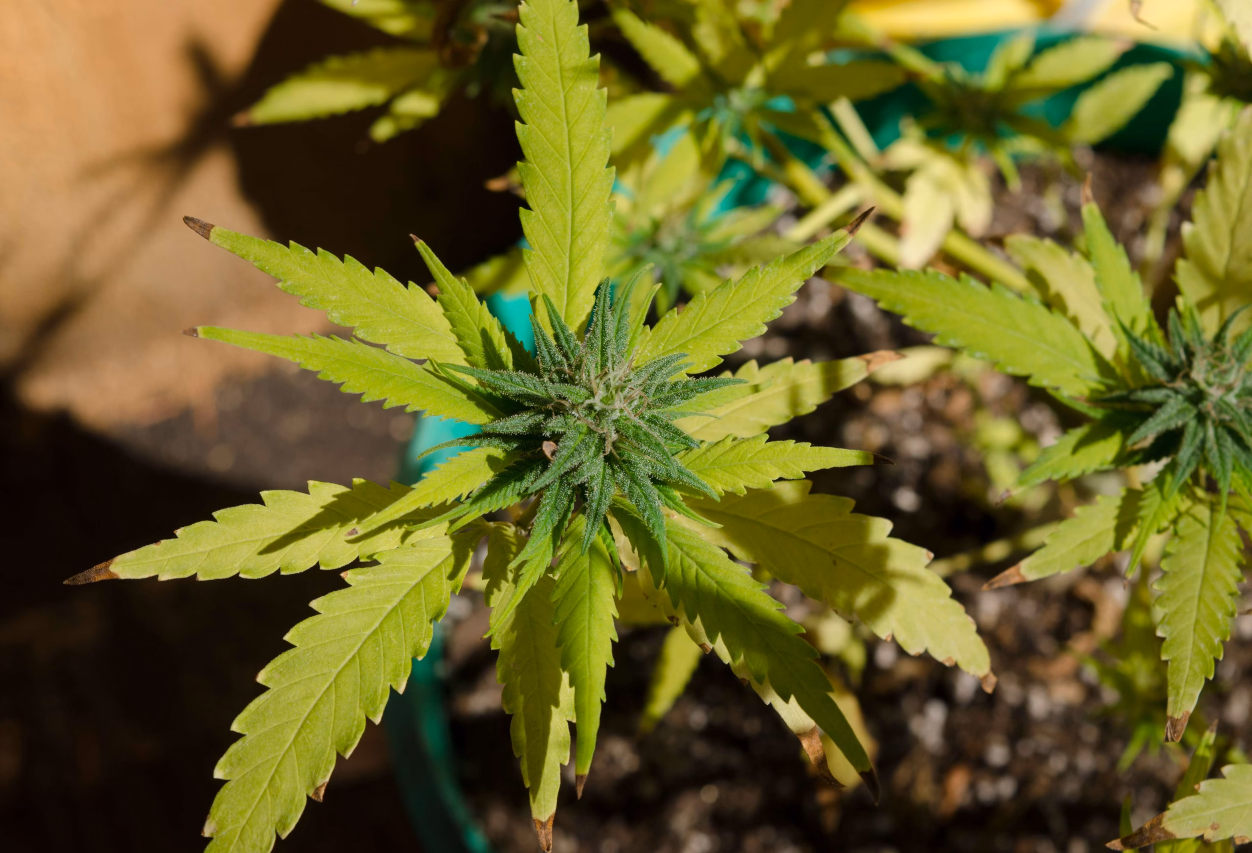 Top view of a flowering potted cannabis canopy