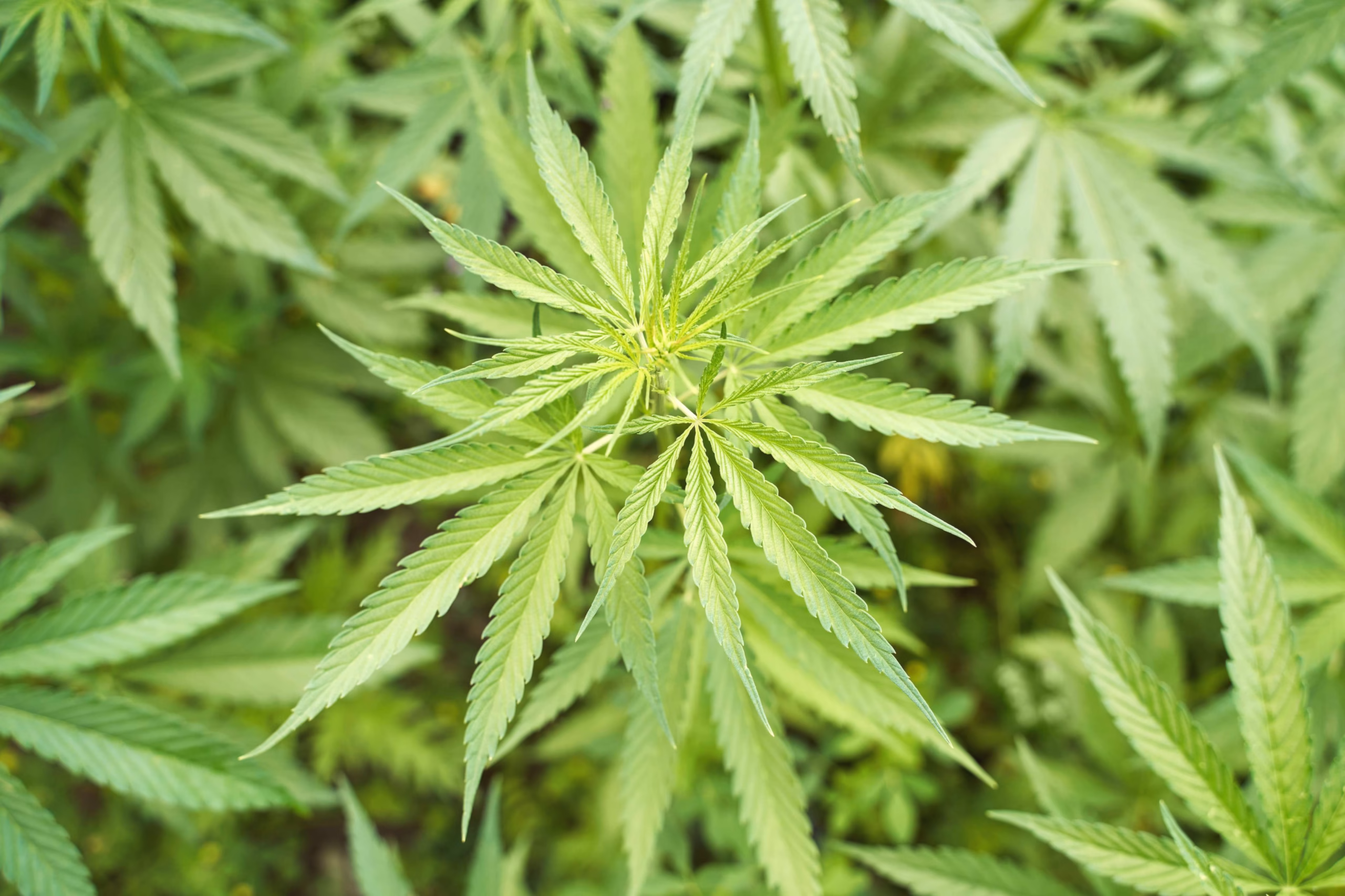 Outdoor cannabis plants used to illustrate cultivation law and compliance