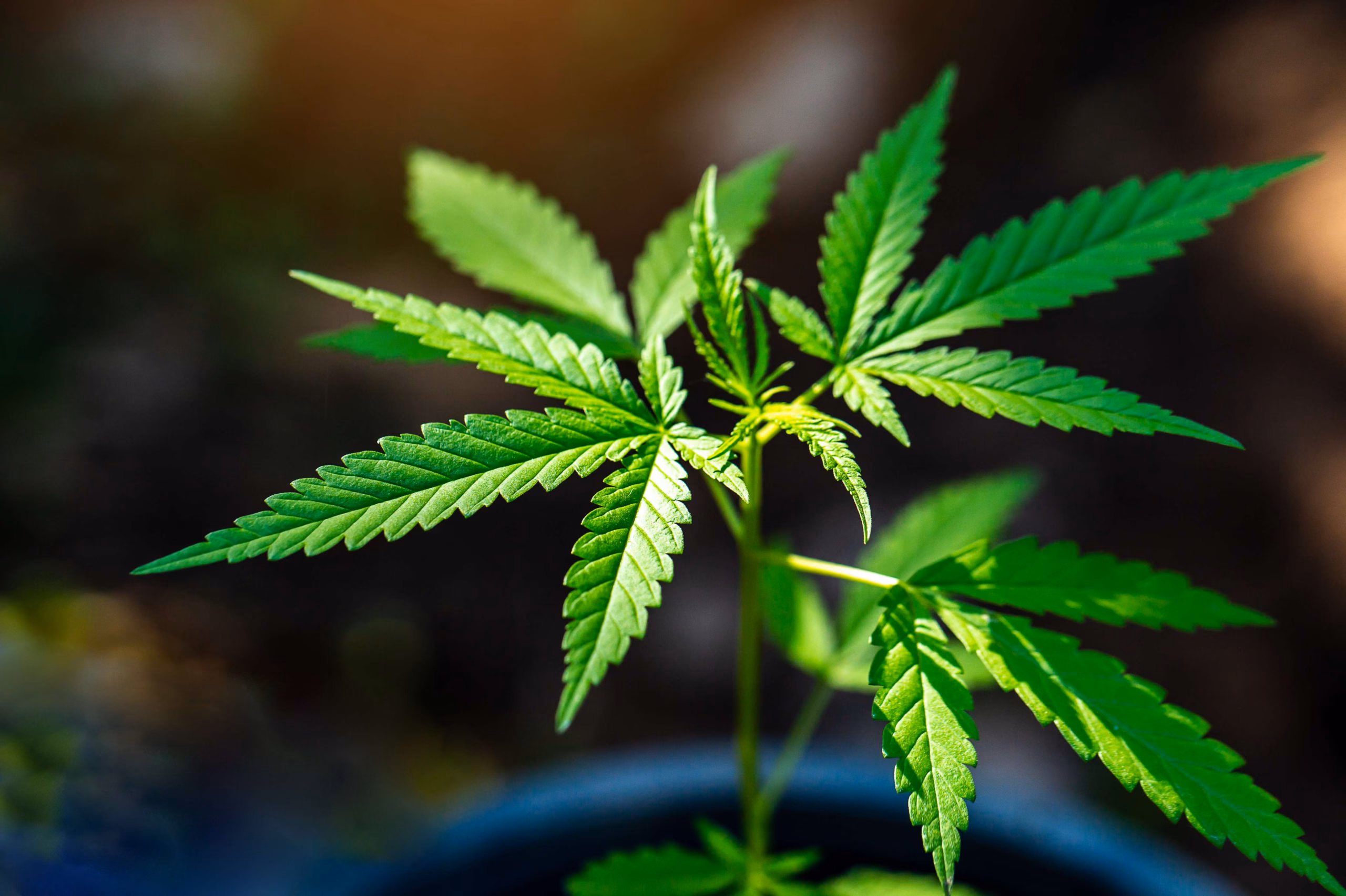 cannabis-plant-growing-indoors-under-bright-light-2026-03-18-14-51-39-utc