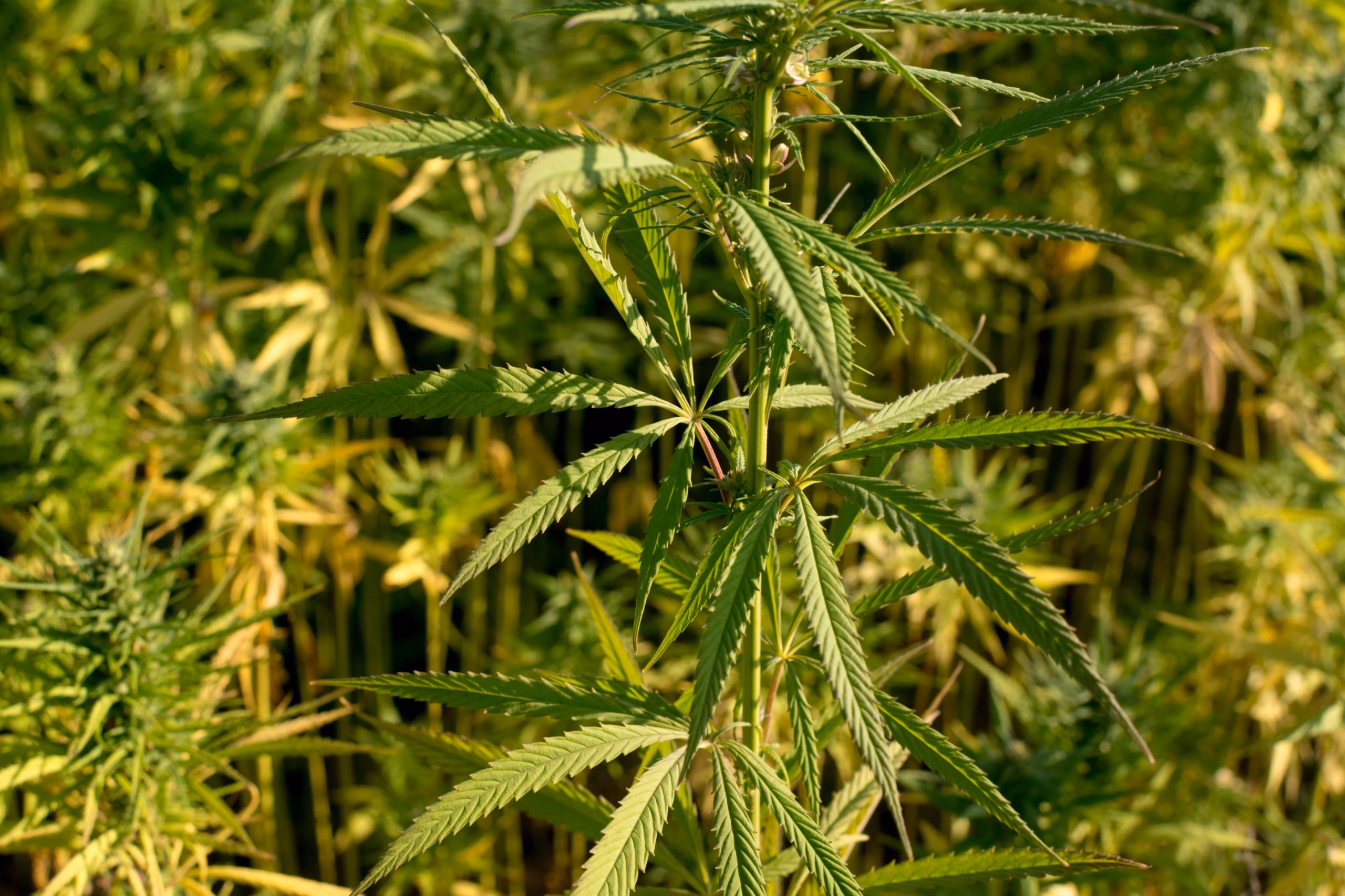 Large cannabis plants growing outdoors in natural sunlight