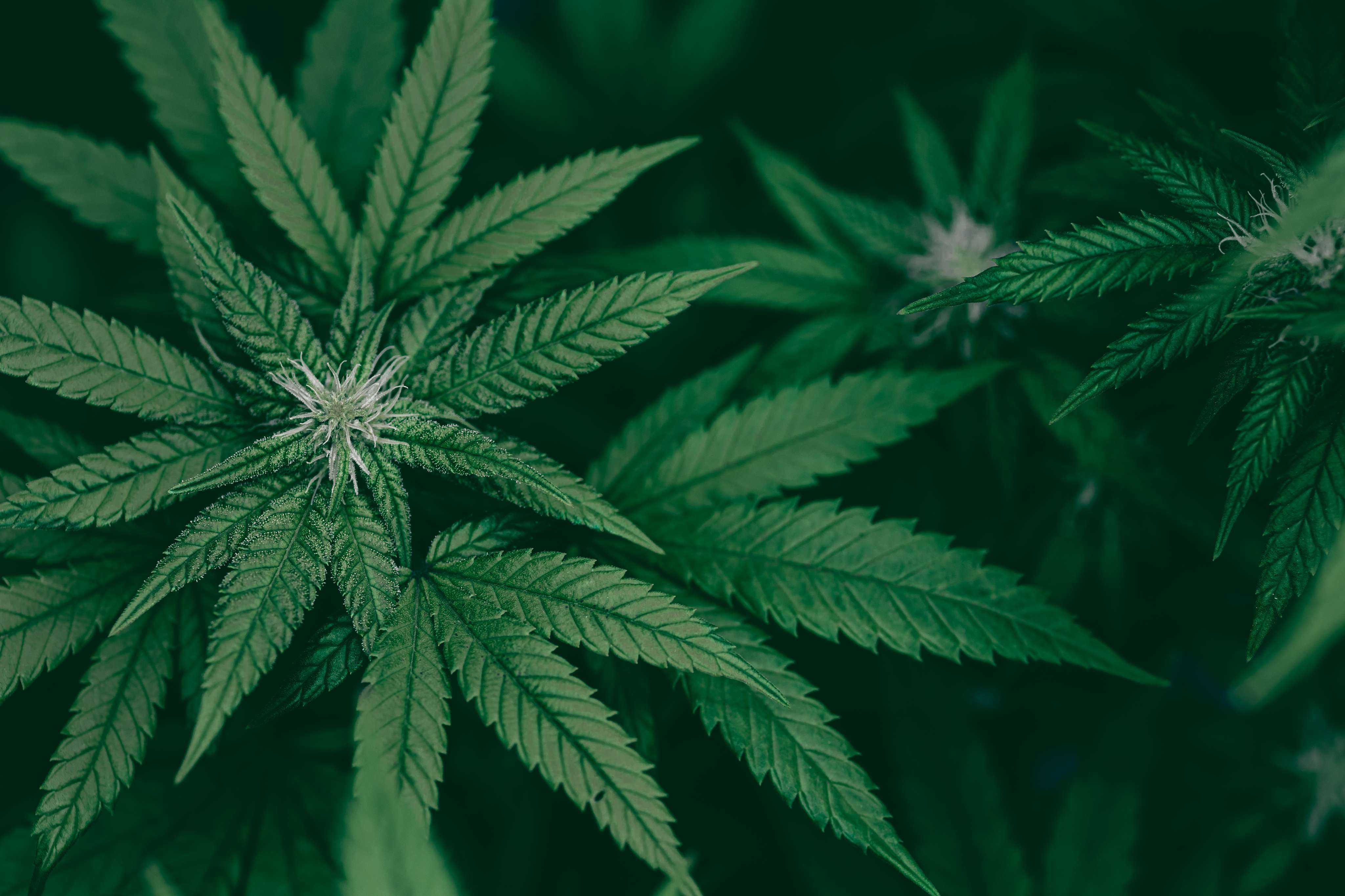 Green cannabis plant illustrating indica and sativa terminology