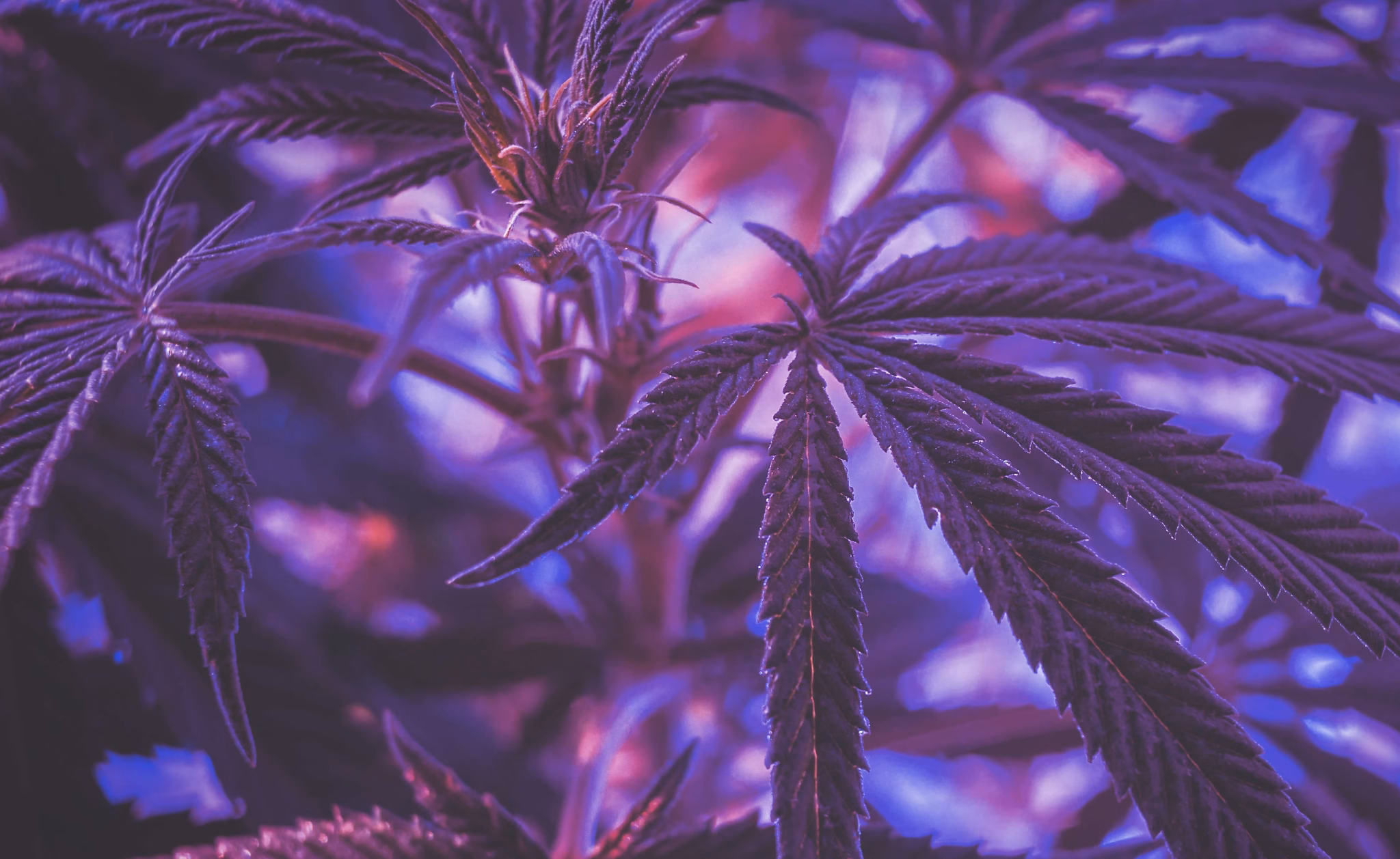 Cannabis leaves illuminated by a purple indoor grow light