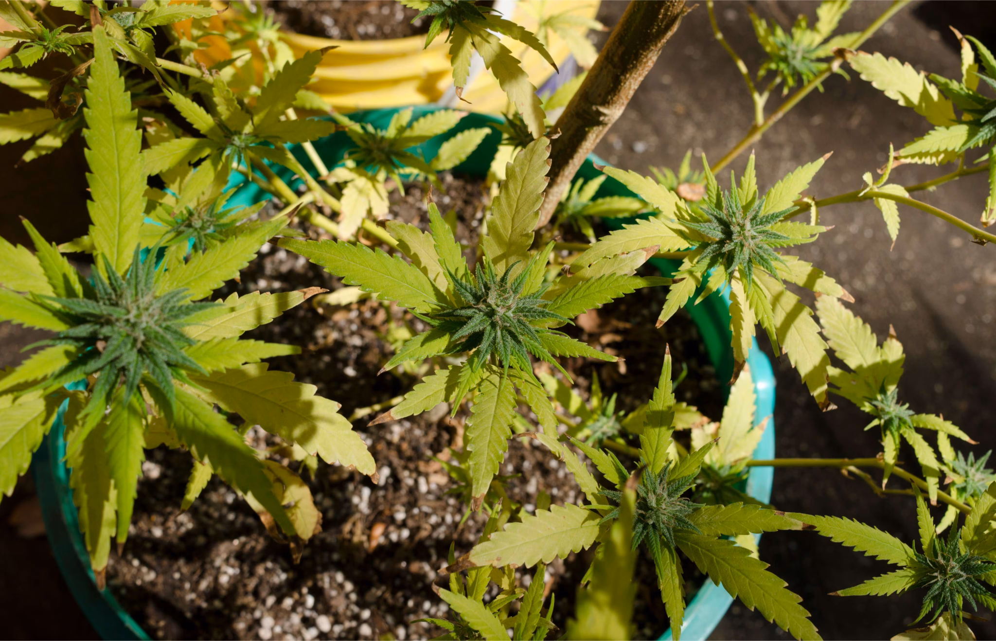Female cannabis plant progressing through flowering