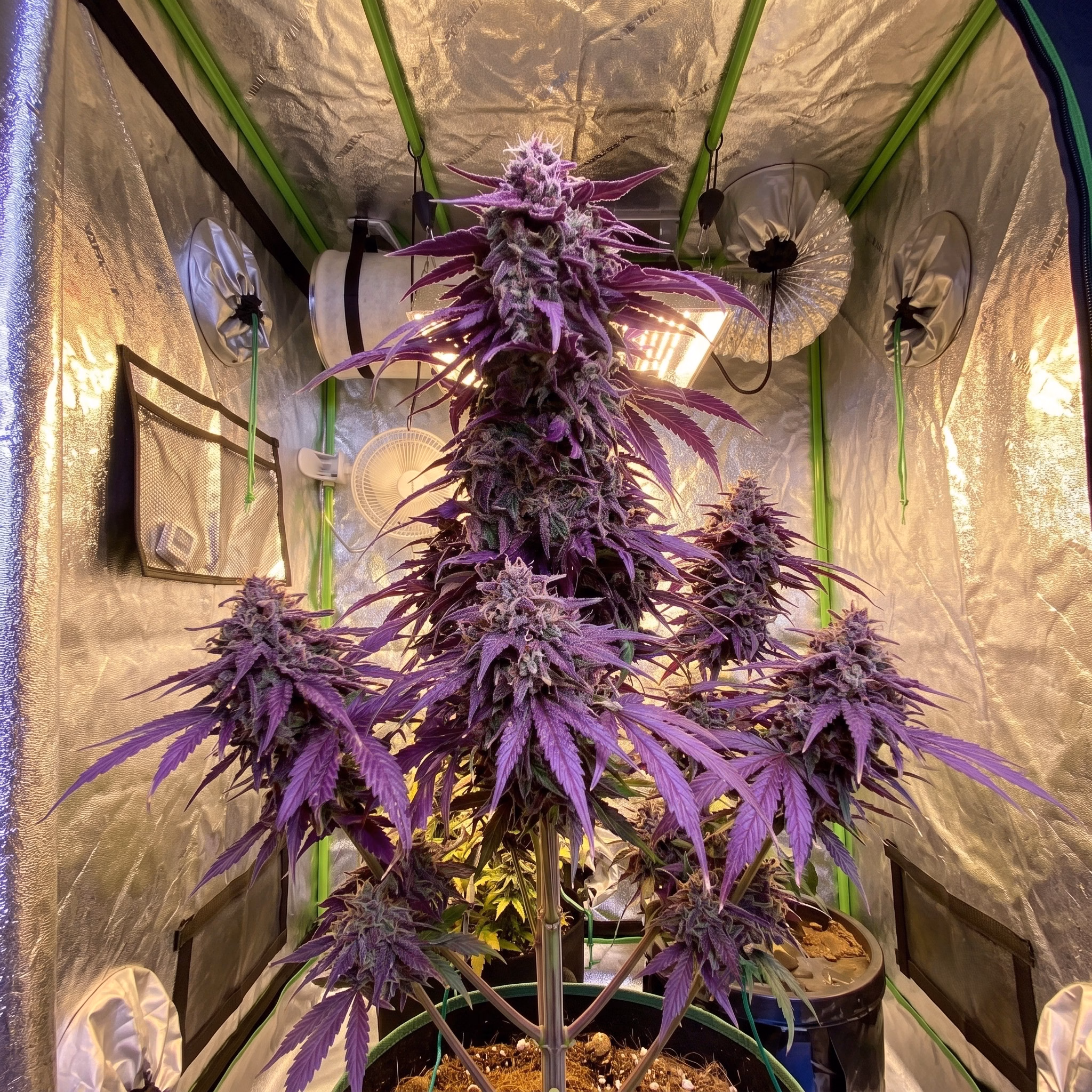 purple punch strain