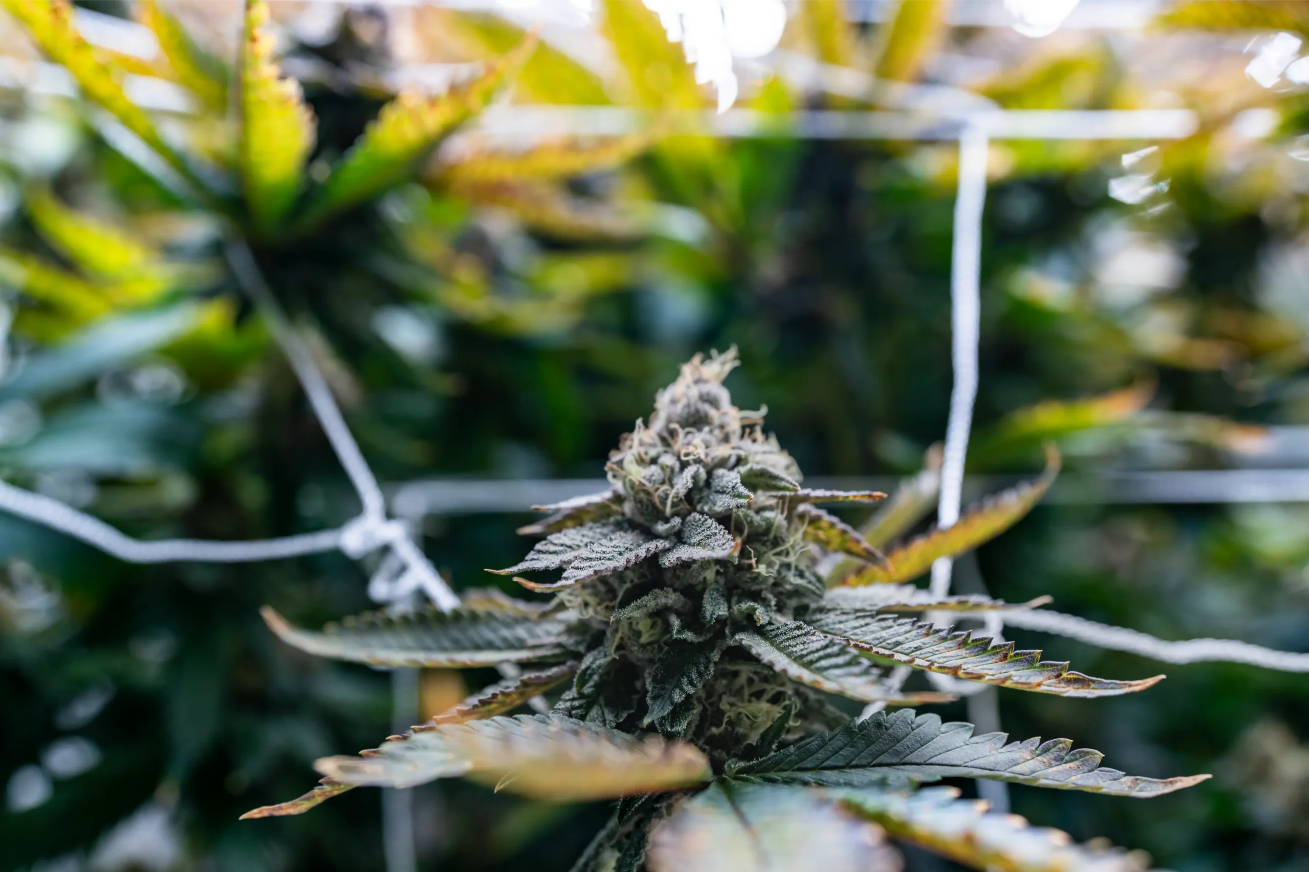 Researcher inspecting cannabis plants in a controlled comparison