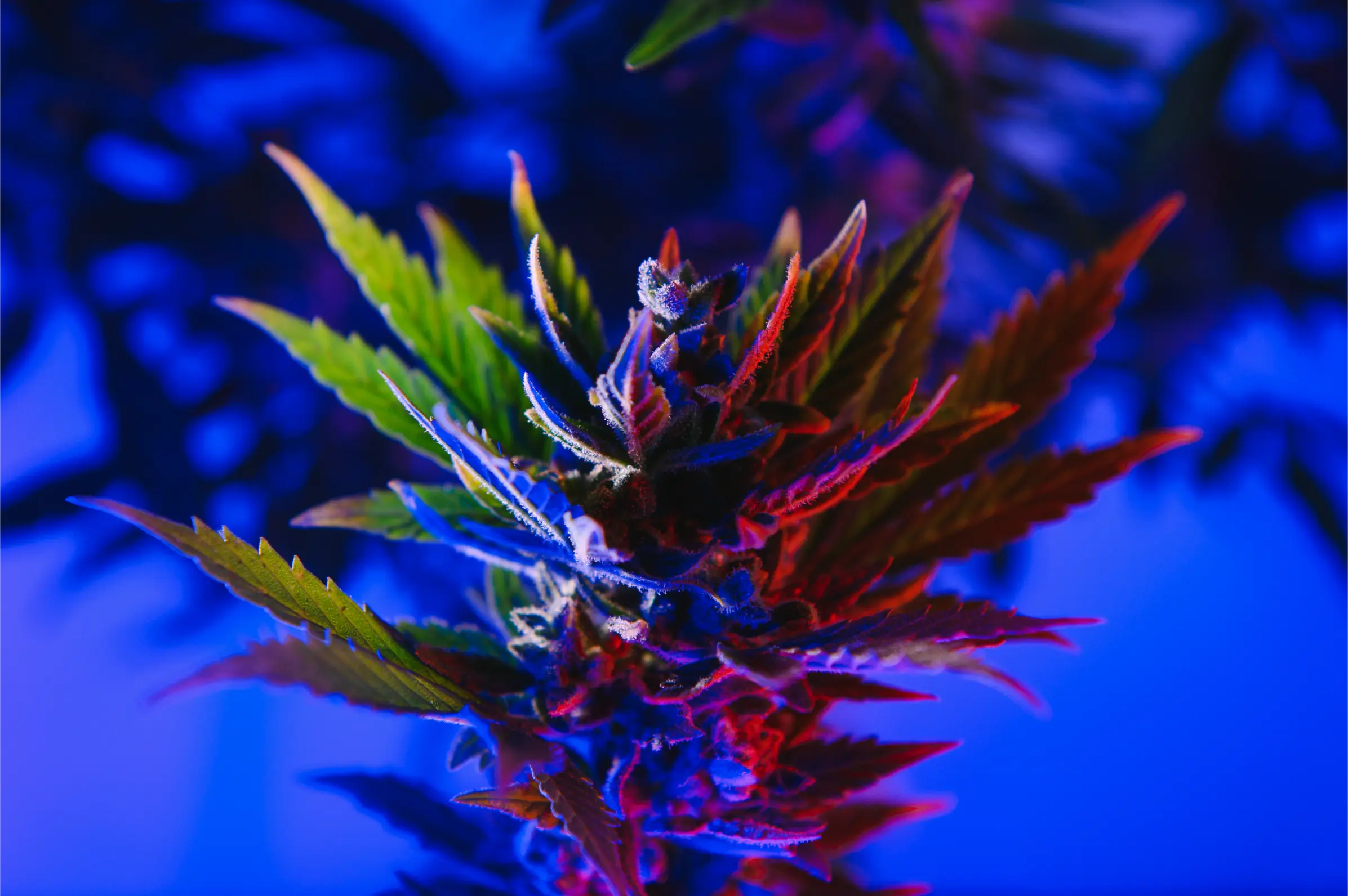 Cannabis leaf under red and blue artificial light illustrating nighttime light exposure