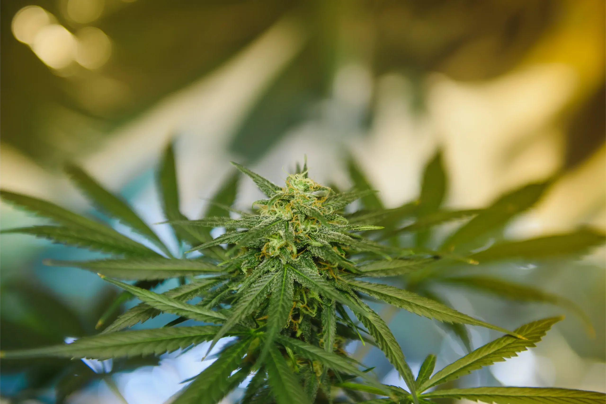 High-yielding commercial cannabis canopy with dense calyx development