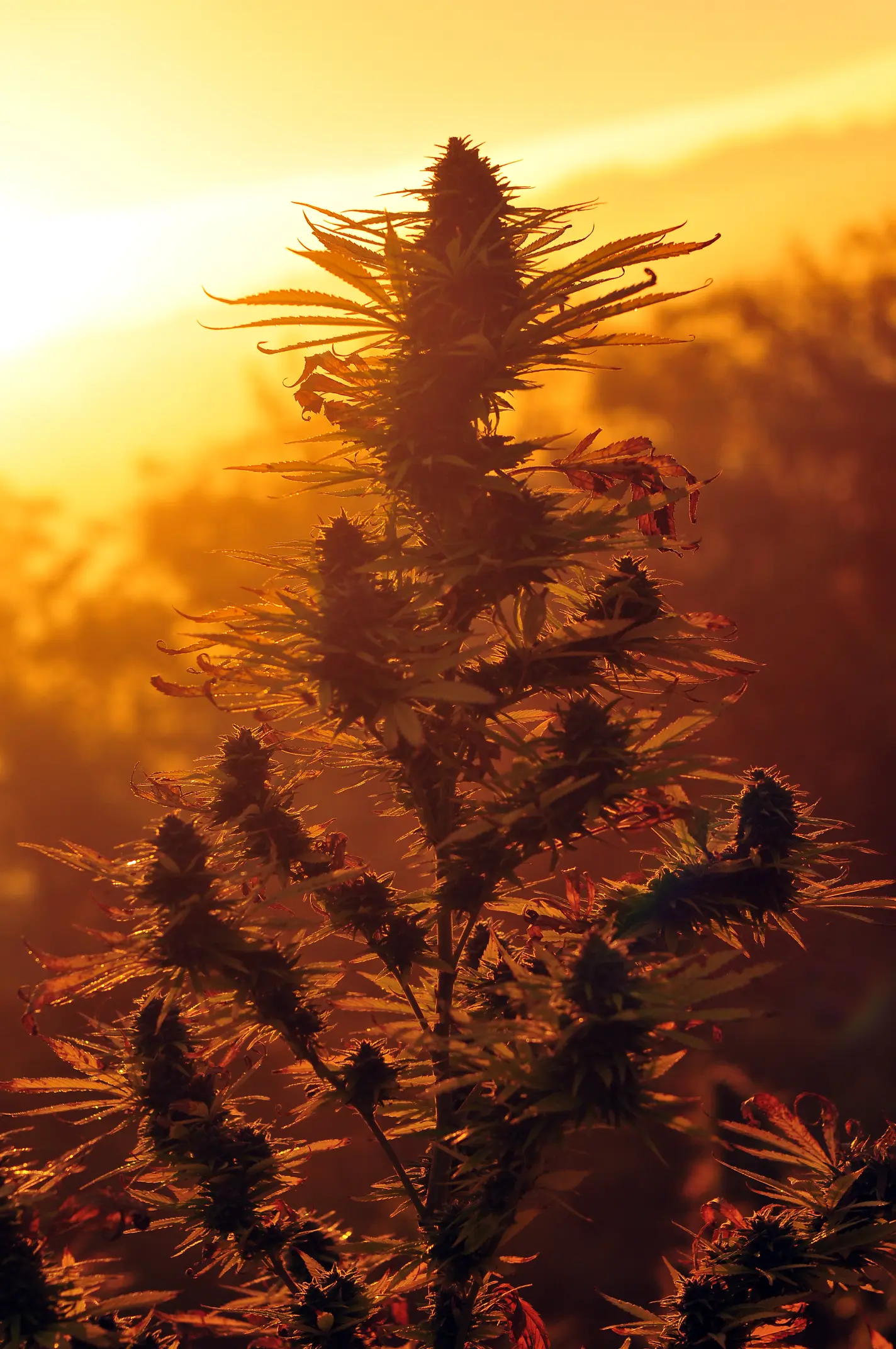 Outdoor cannabis plant at sunset