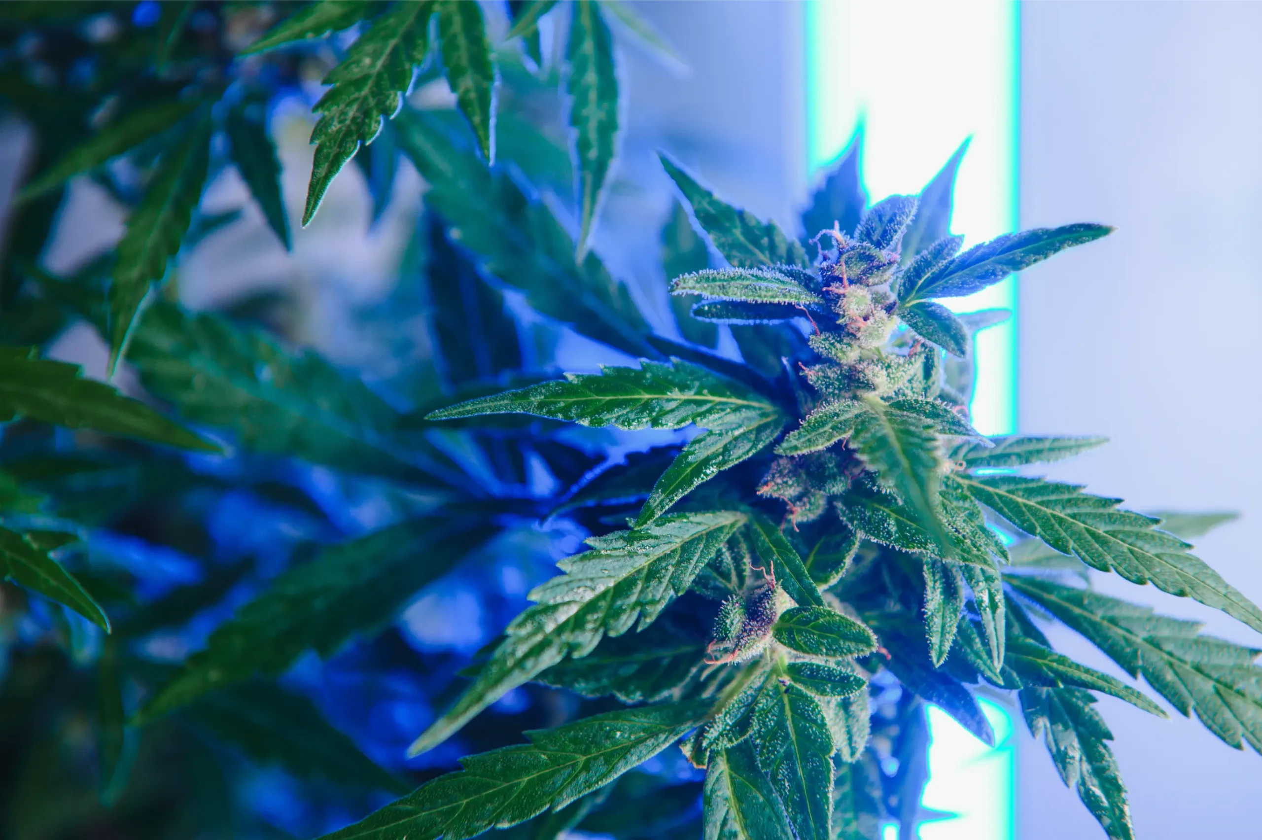 Cannabis plant growing beneath blue-toned indoor lighting