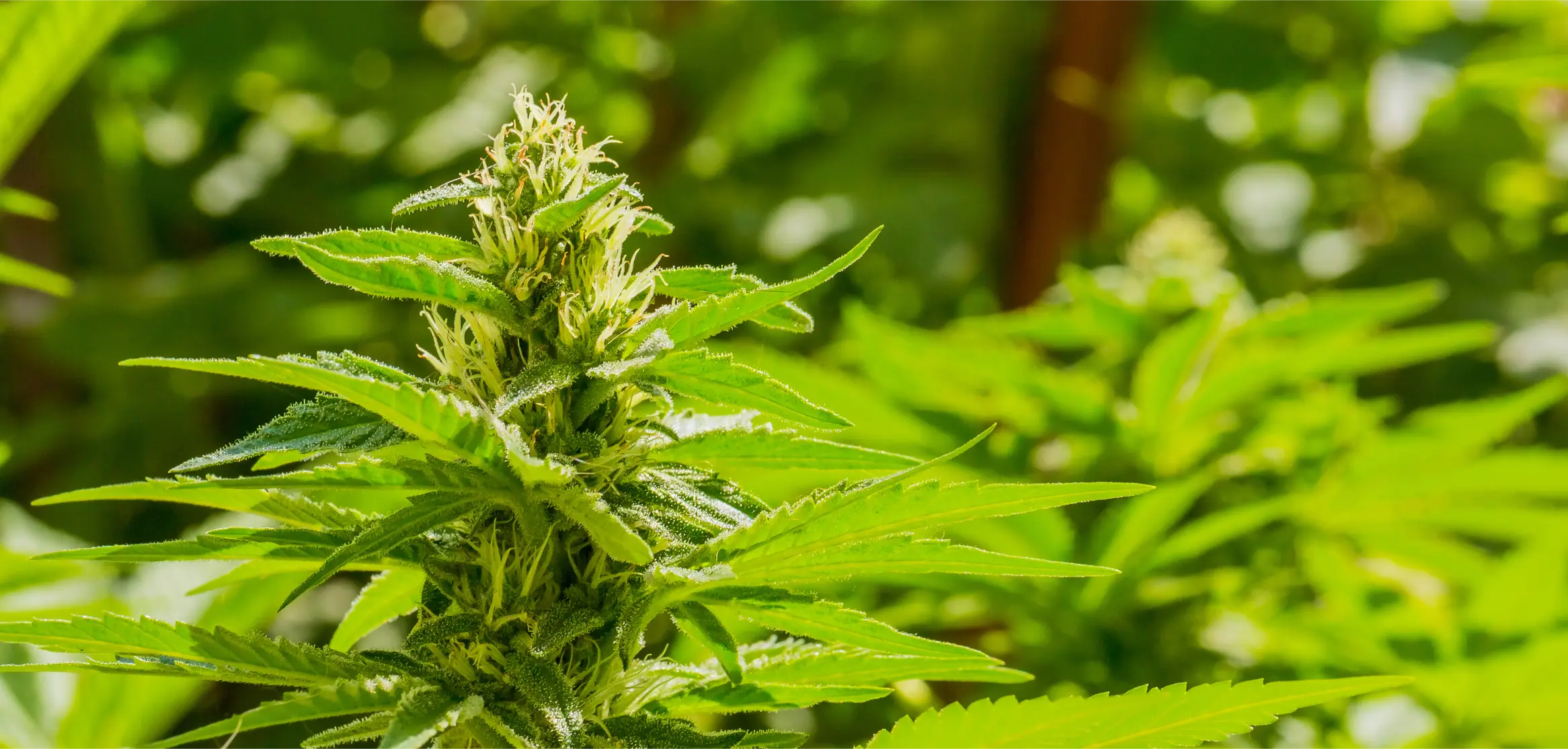 Mature cannabis plants filling an outdoor field as seasonal canopy space narrows