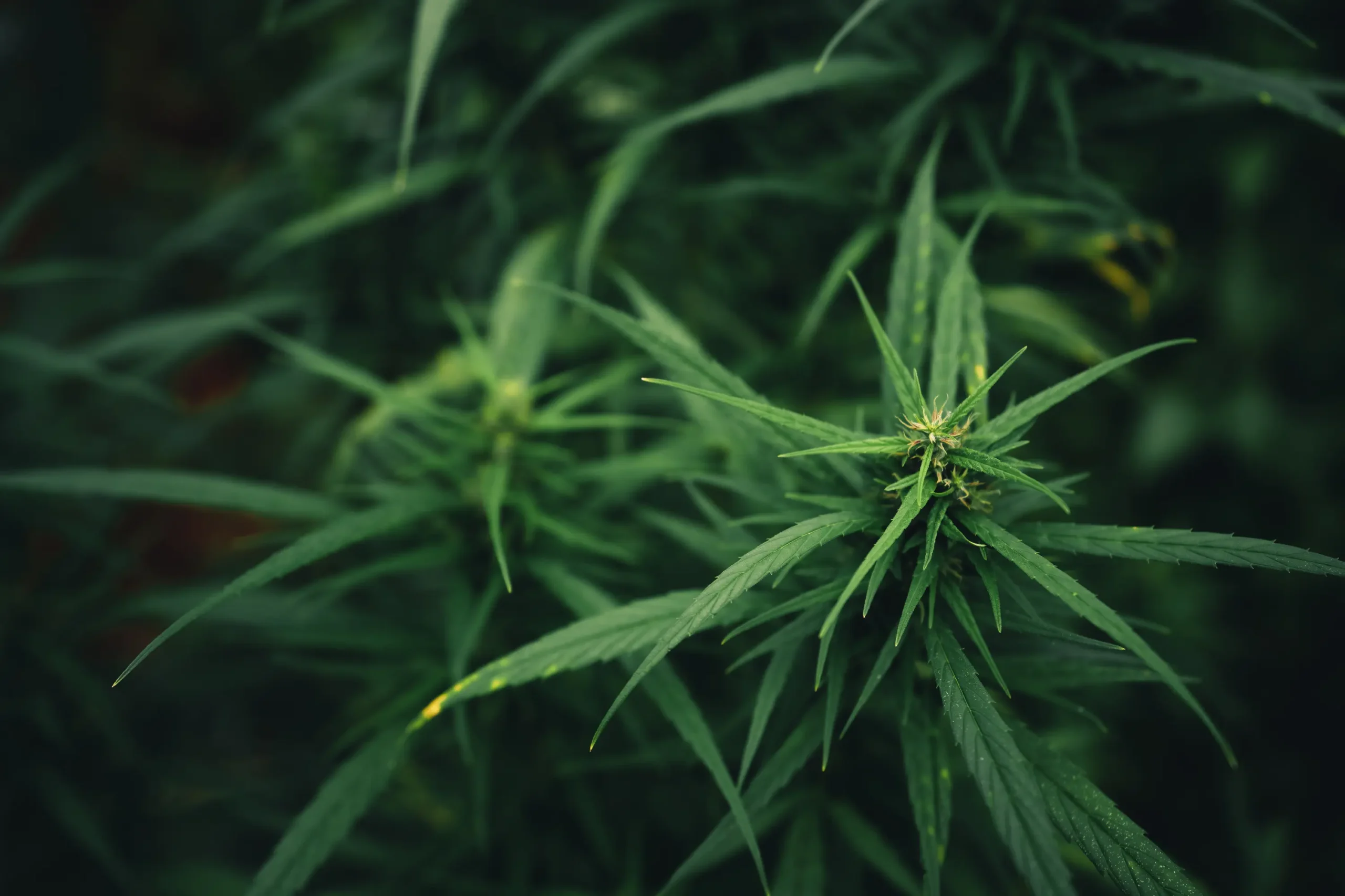 Cannabis plant growing outdoors in natural conditions