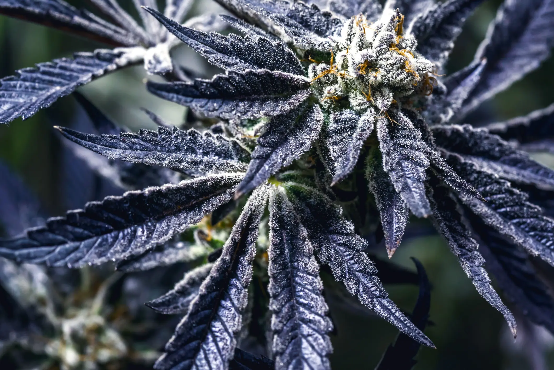 close-up-of-a-purple-botanical-bud-2026-03-18-06-59-52-utc(2)