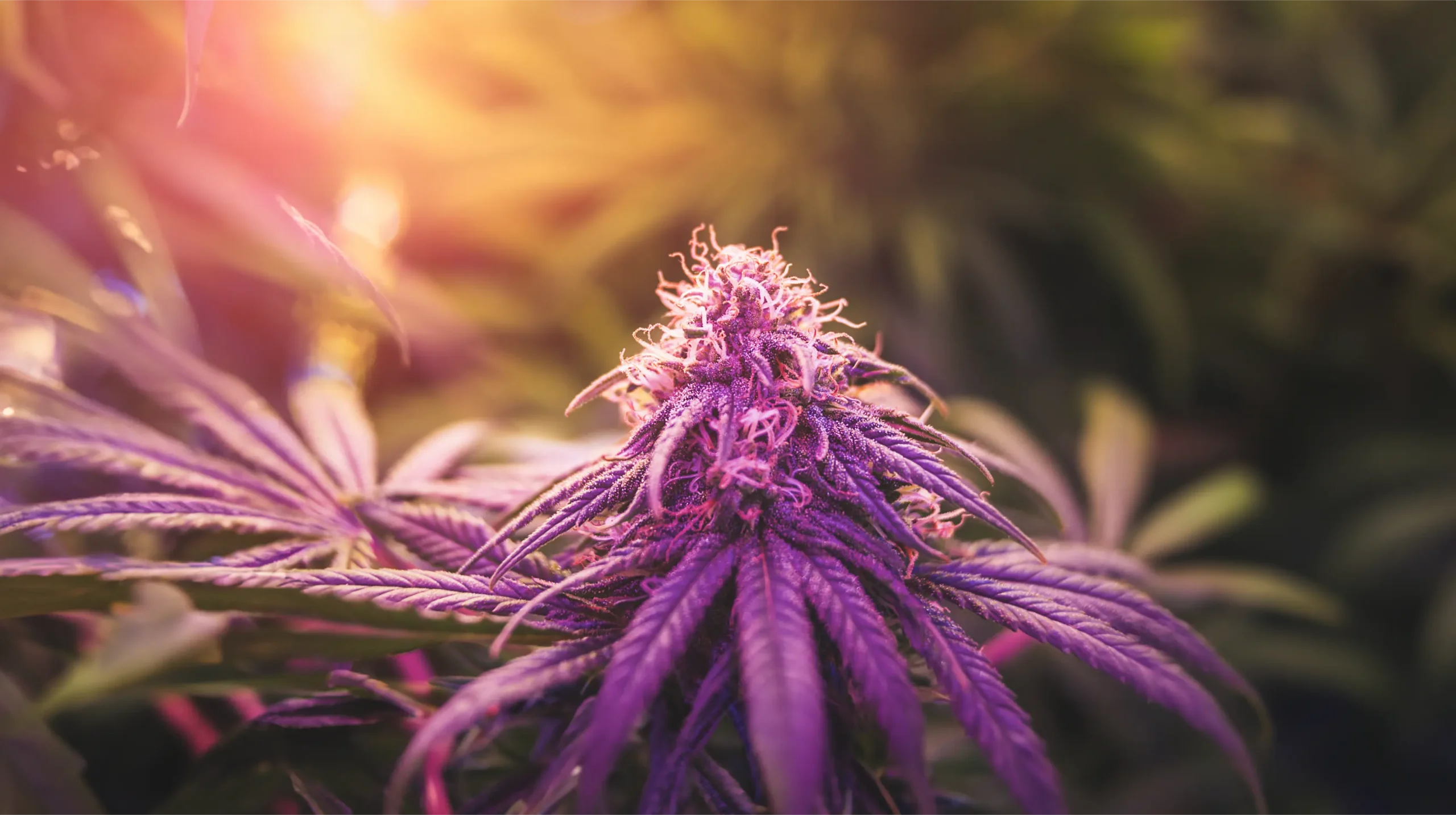 Dense cannabis flower bud swelling under balanced photosynthetic ePAR spectrum during late flowering
