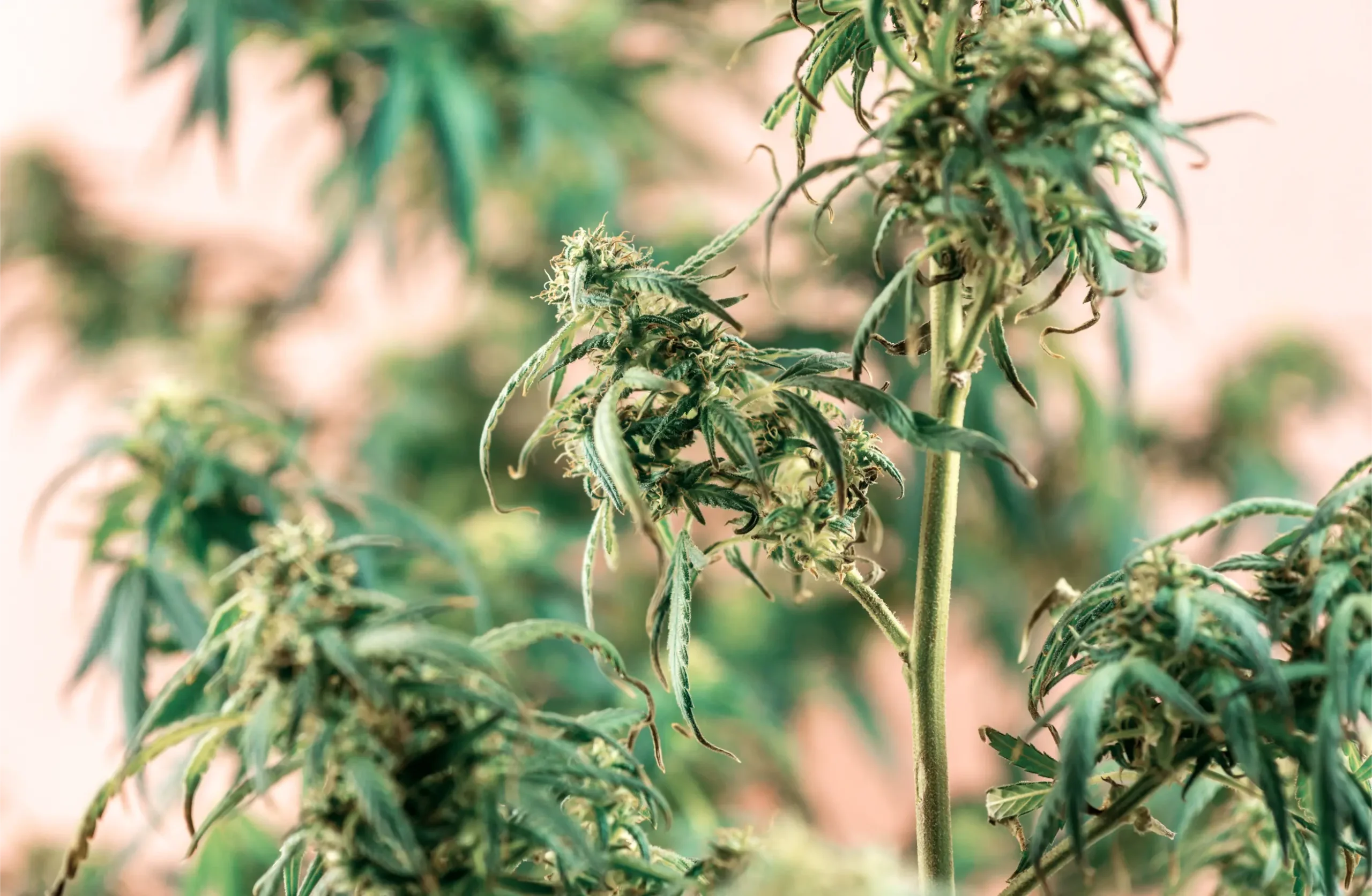 Close view of a flowering cannabis plant with green leaves for comparing normal flower growth with unusual new shoots