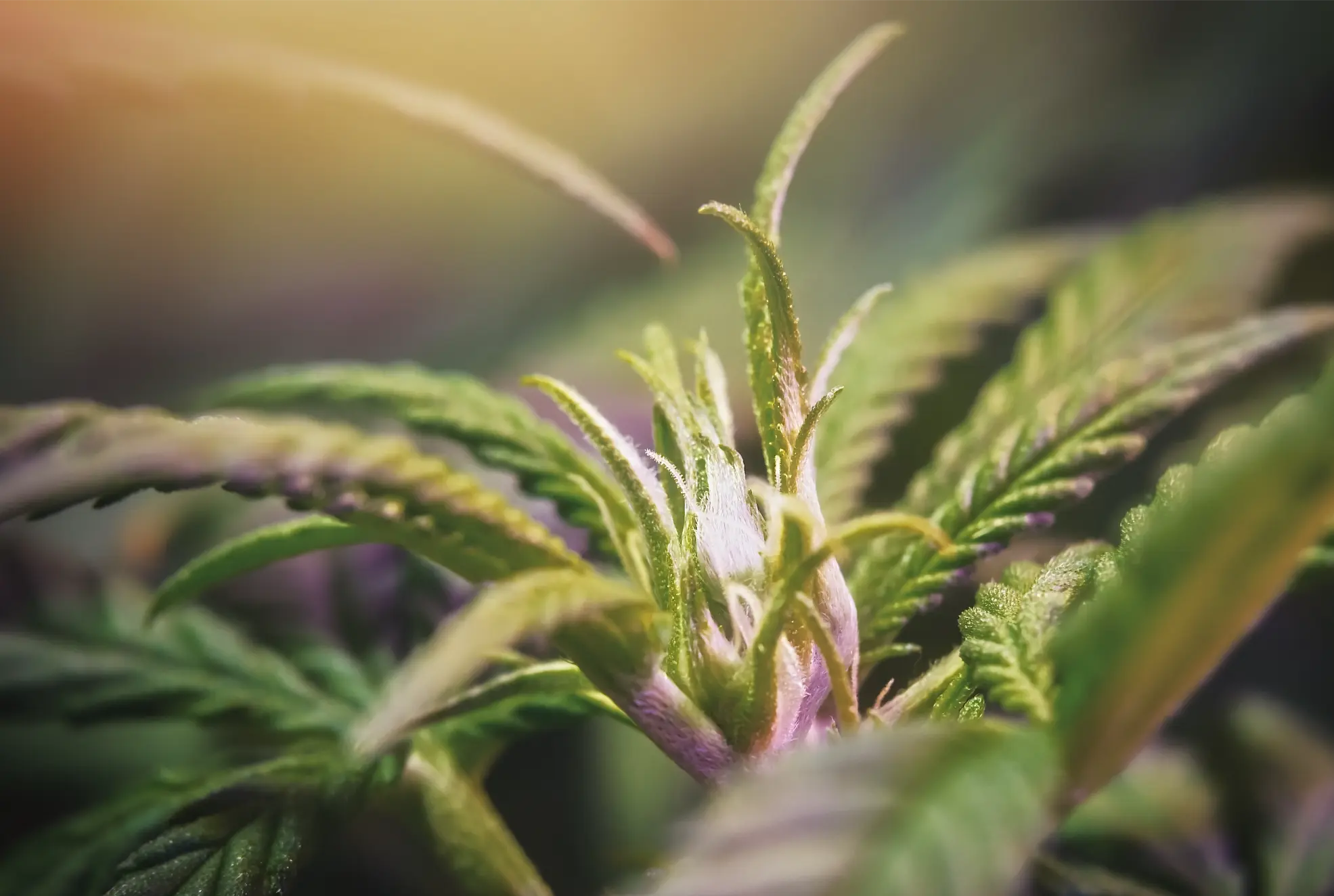 close-up-of-green-plant-with-purple-highlights-2026-03-17-03-35-23-utc(2)