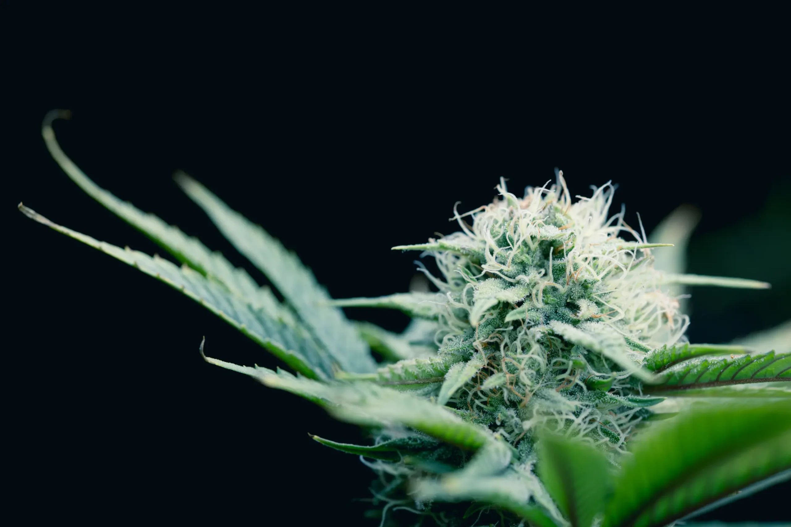 close-up-of-green-plant-with-white-hairs-2026-03-24-07-08-40-utc