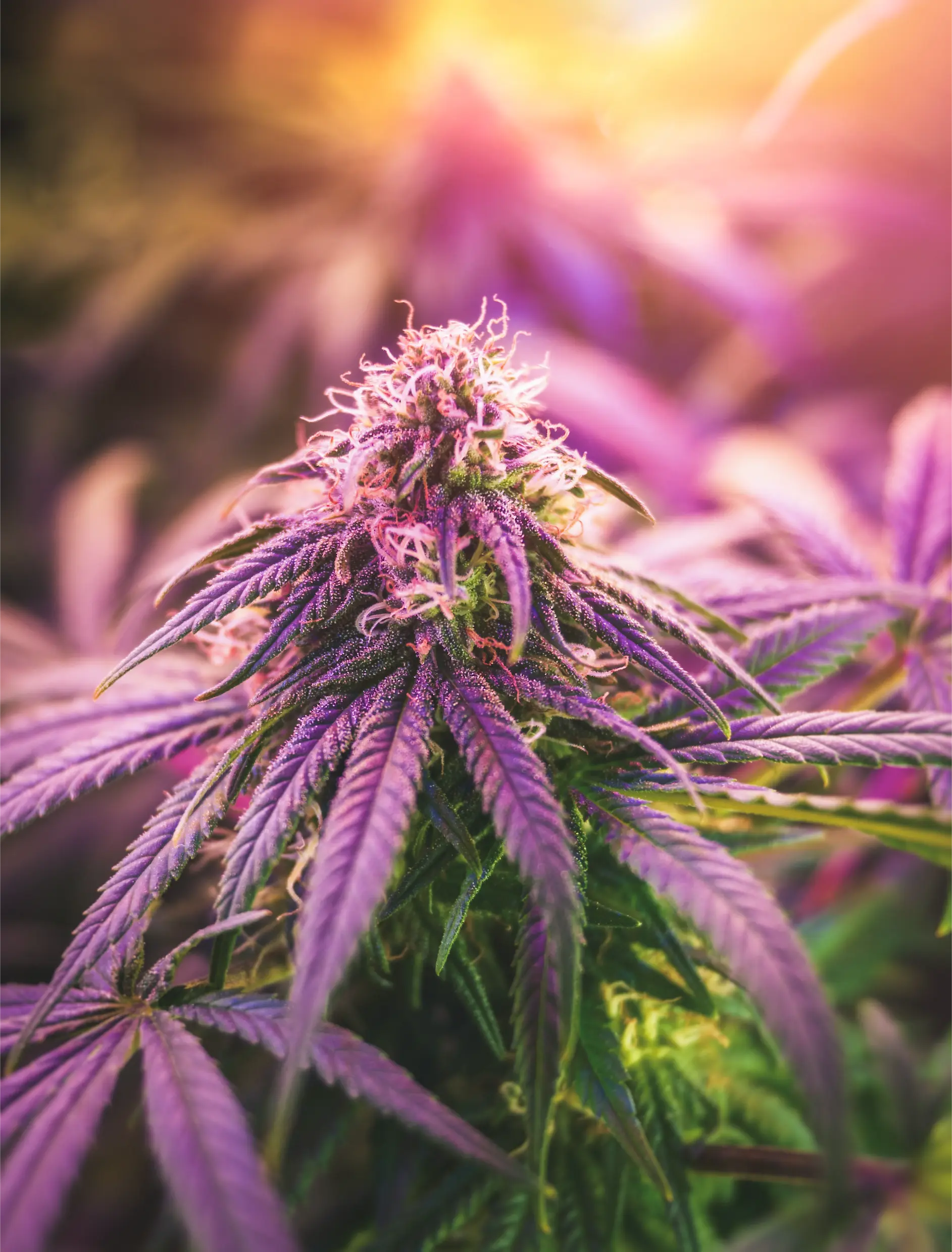 close-up-of-marijuana-flower-bud-growing-under-pur-2026-03-17-00-00-42-utc