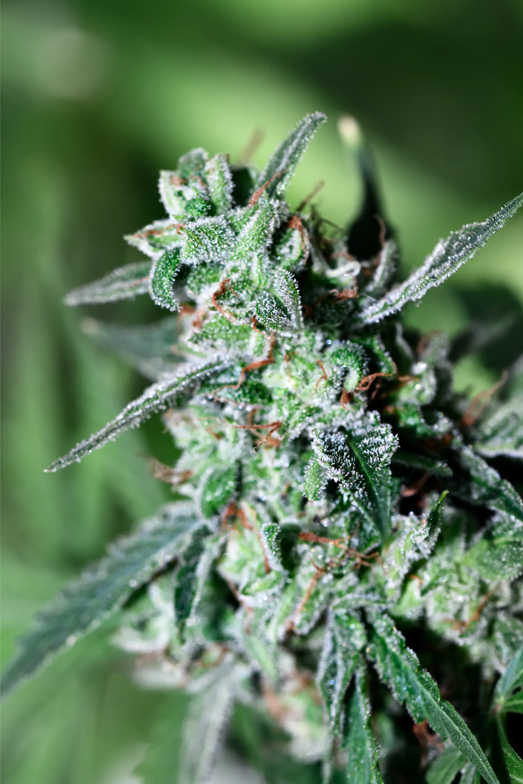 Sticky glandular trichomes covering a mature cannabis flower